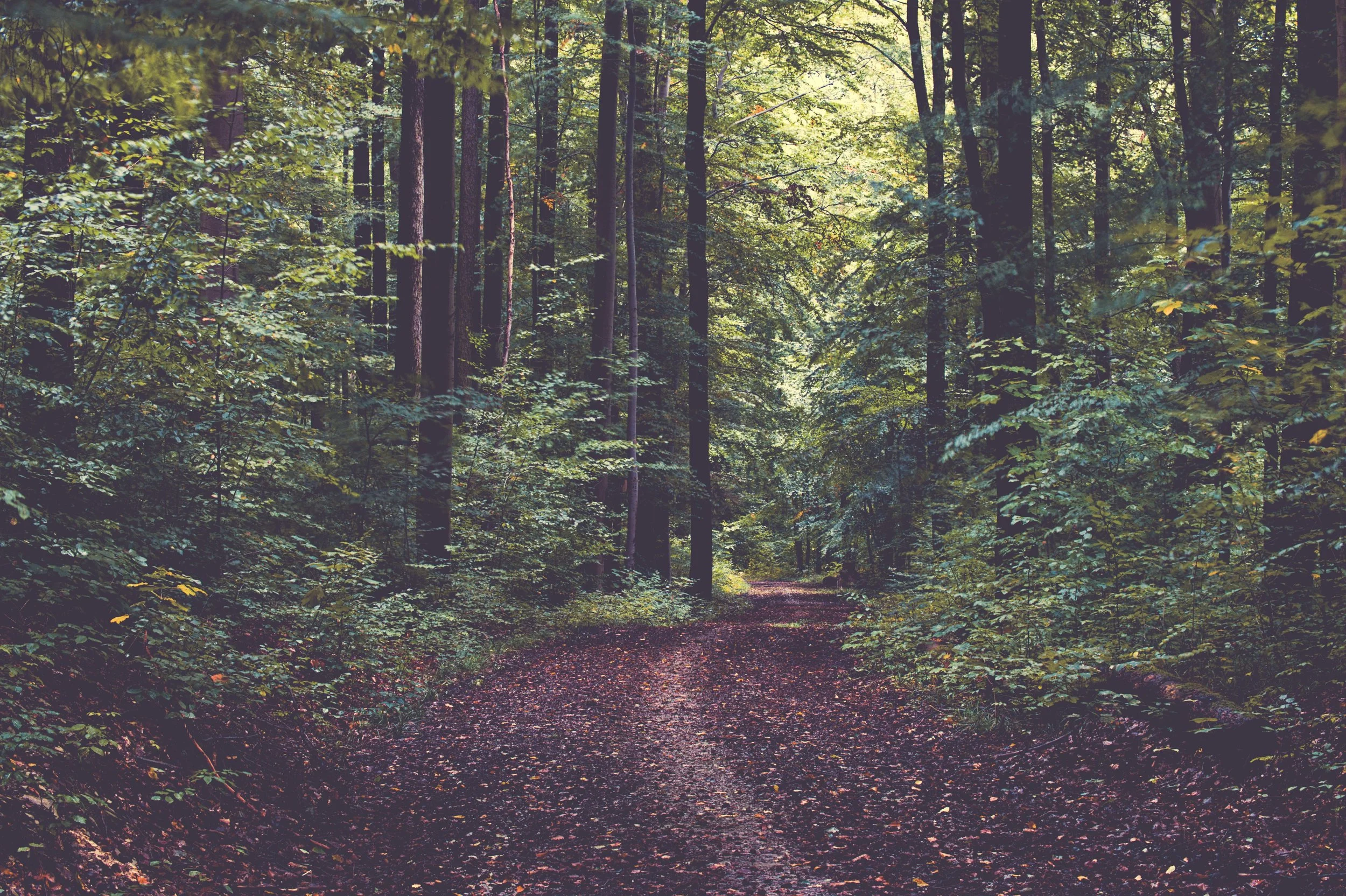 Forest path surrounded by tall trees, symbolizing healing after relational trauma, nervous system recovery, and the journey toward emotional safety.