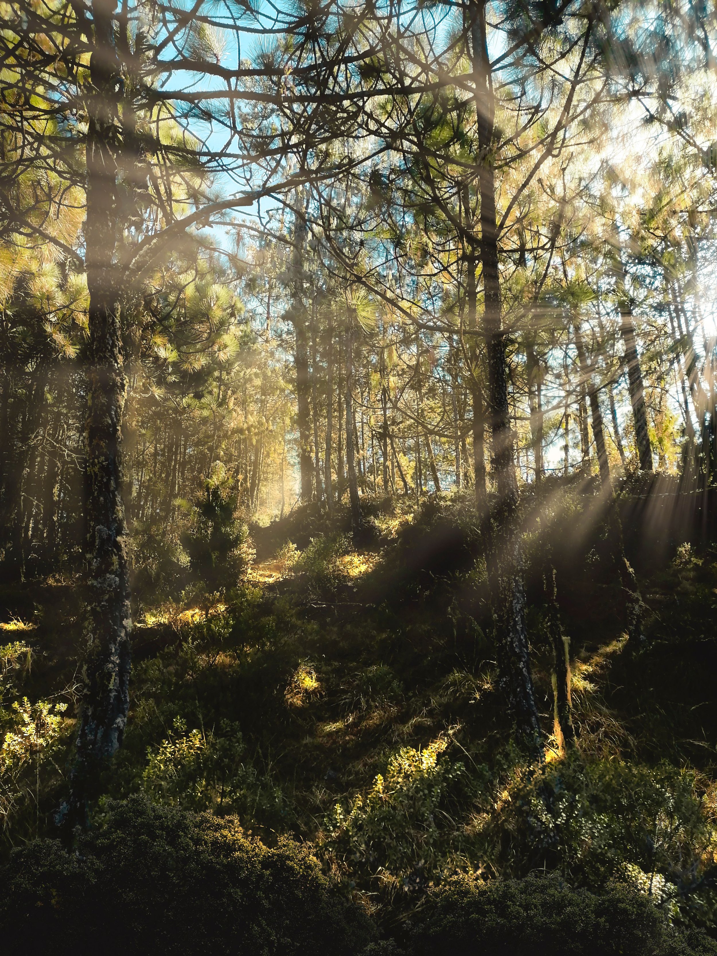 Sunlight filtering through a peaceful forest, symbolizing hope, self-trust, healing after relational trauma, and moving forward without closure.