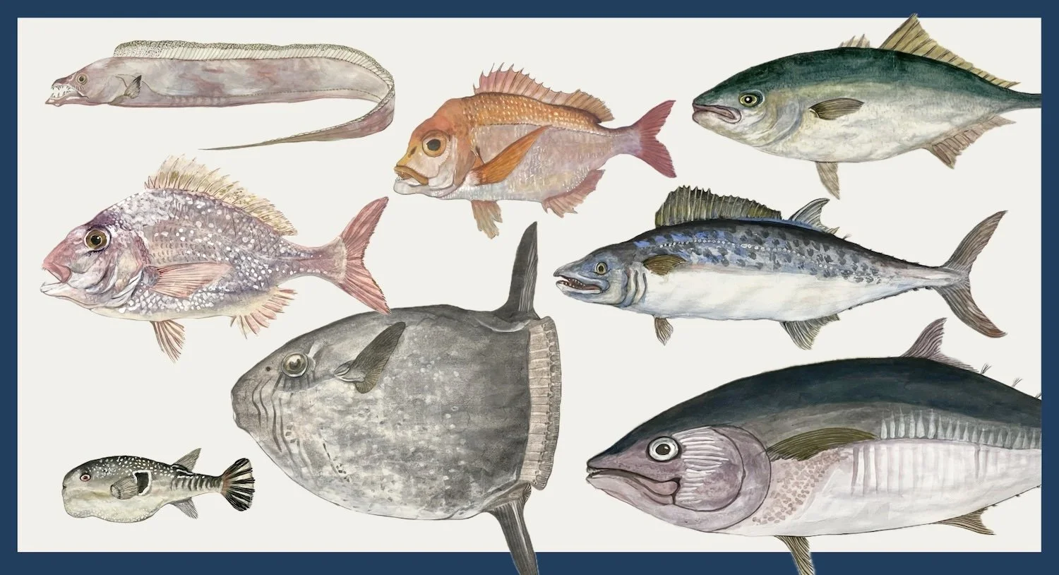 きよまる魚図鑑 ページバナー図