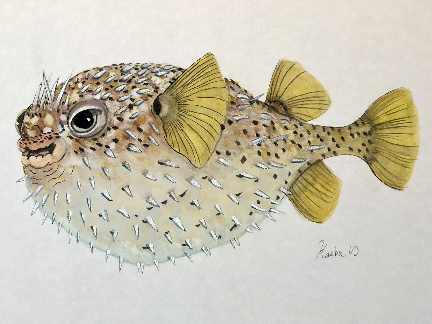 ハリセンボン_きよまる魚図鑑 日本画