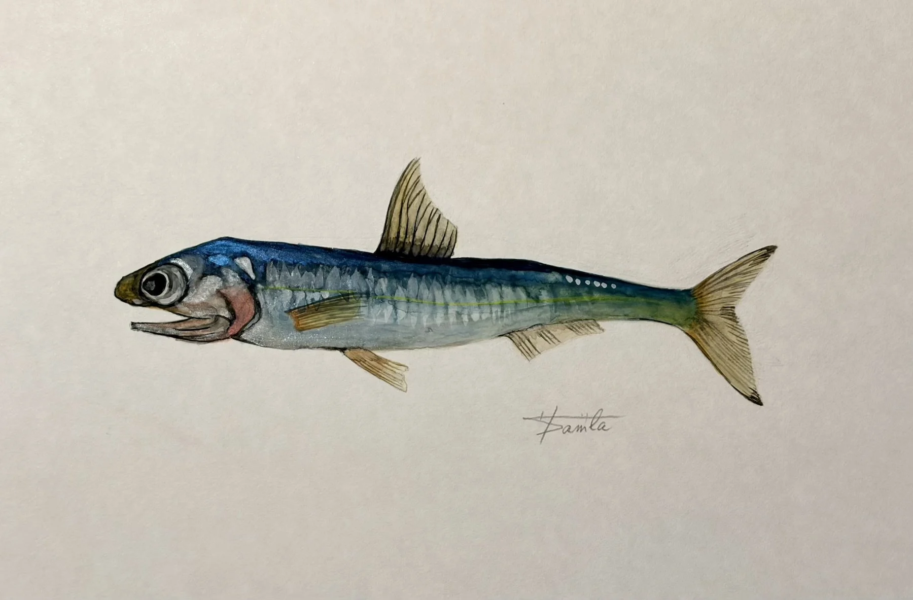 カタクチイワシ_きよまる魚図鑑 日本画