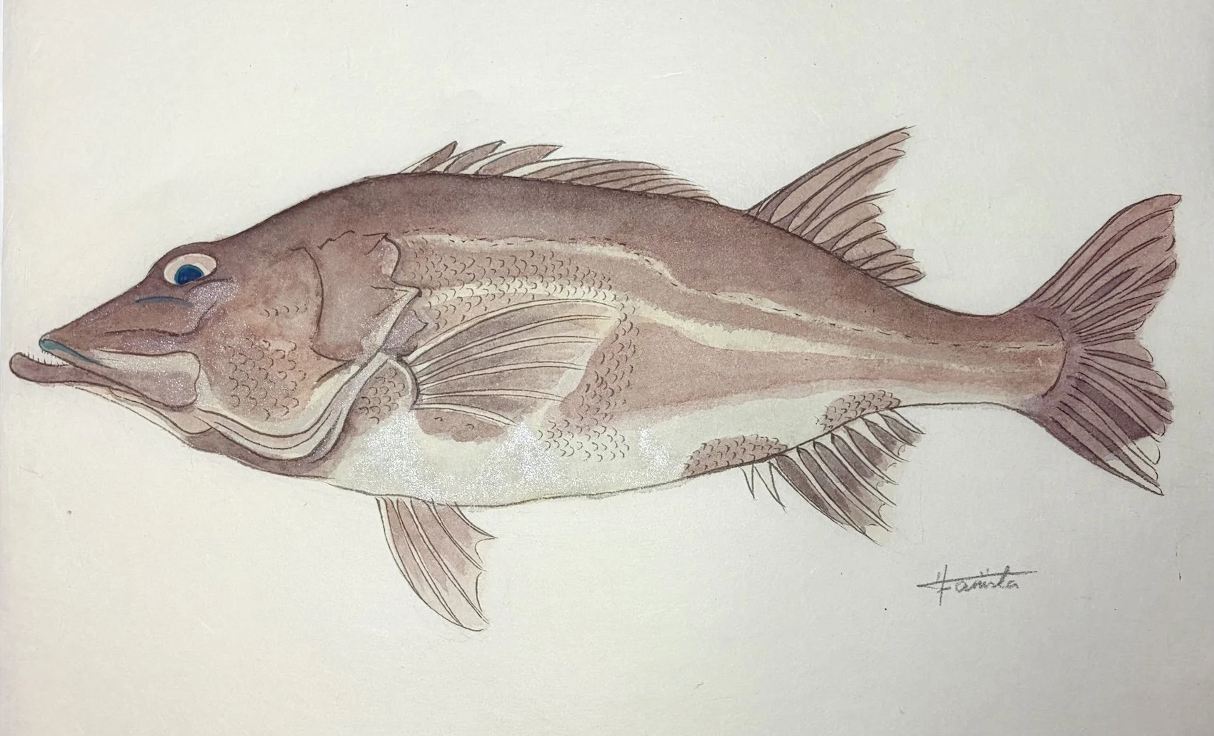 アラ_きよまる魚図鑑 日本画