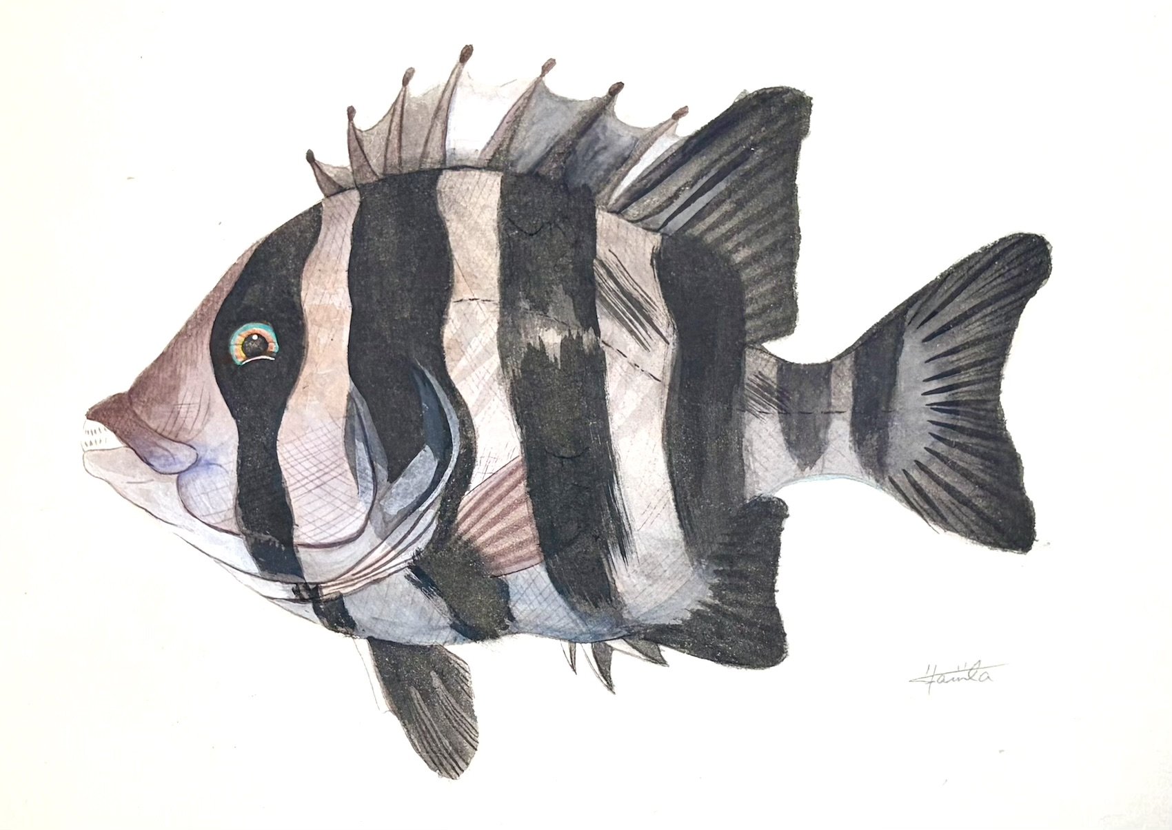 イシダイ_きよまる魚図鑑 日本画