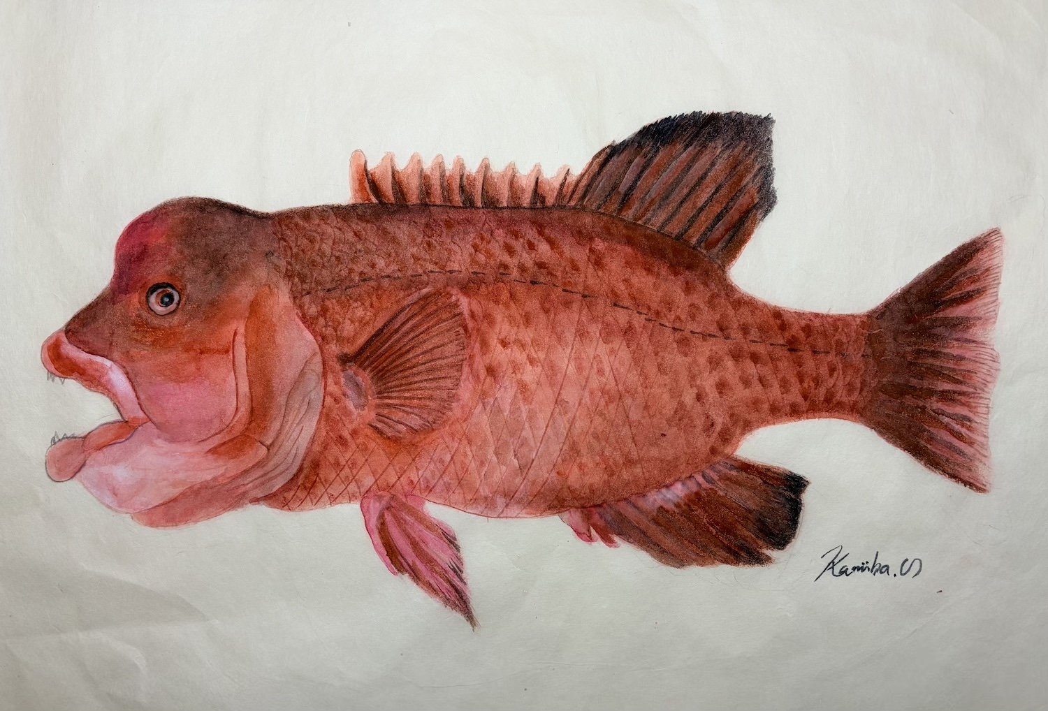 コブダイ_きよまる魚図鑑 日本画