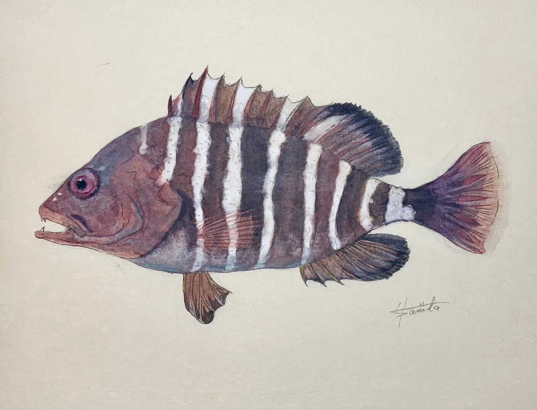 マハタ_きよまる魚図鑑 日本画