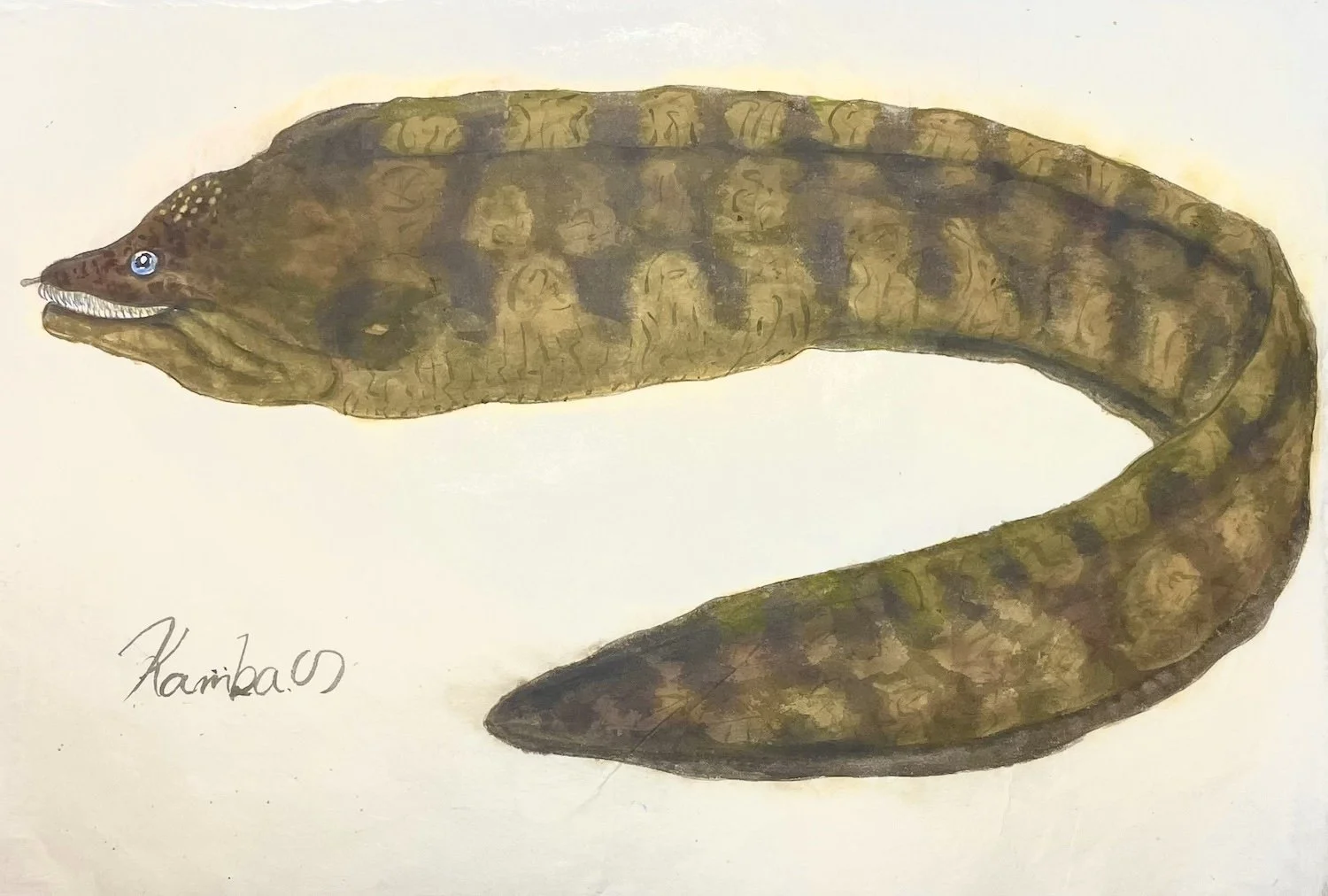 ウツボ_きよまる魚図鑑 日本画