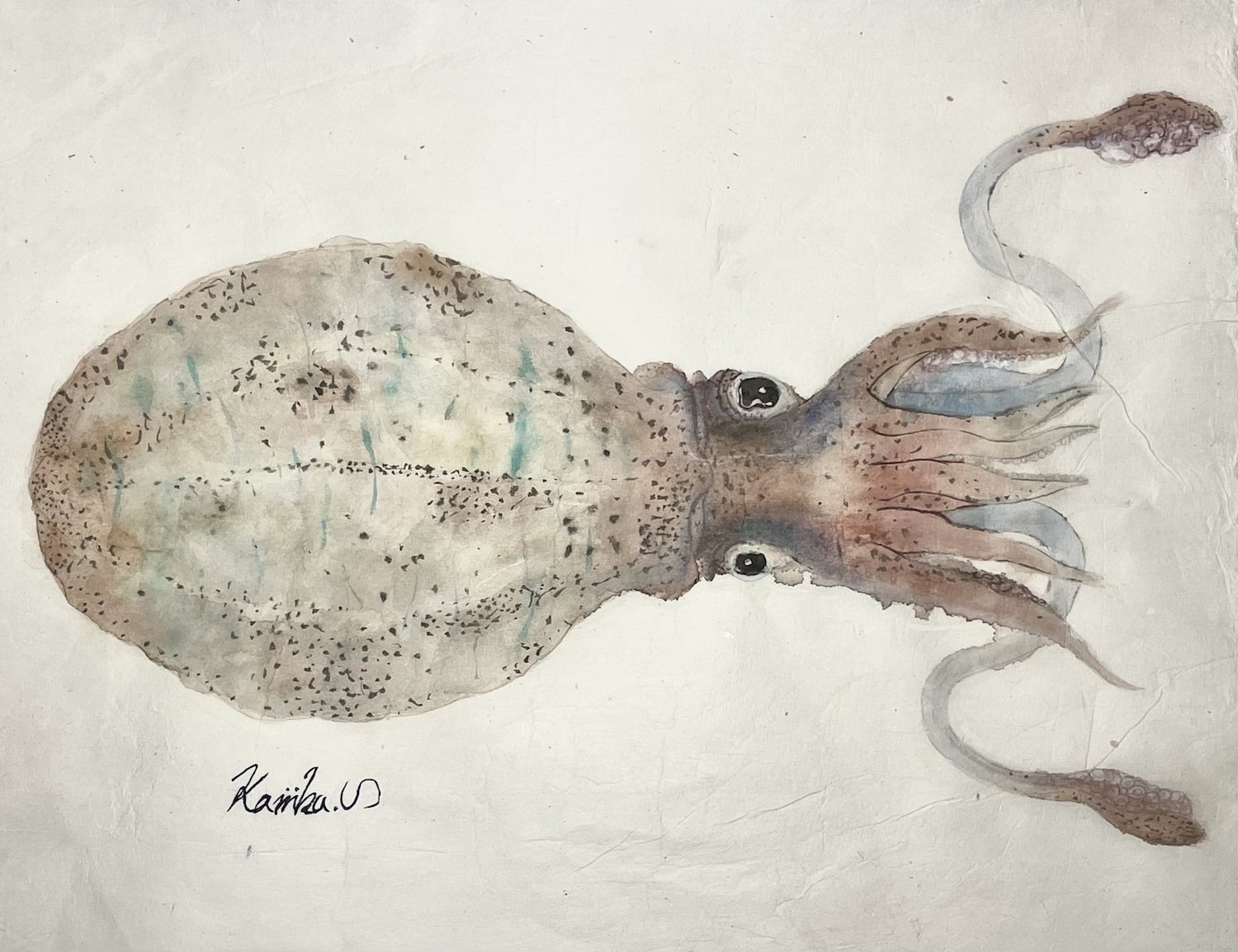 アオリイカ_きよまる魚図鑑 日本画