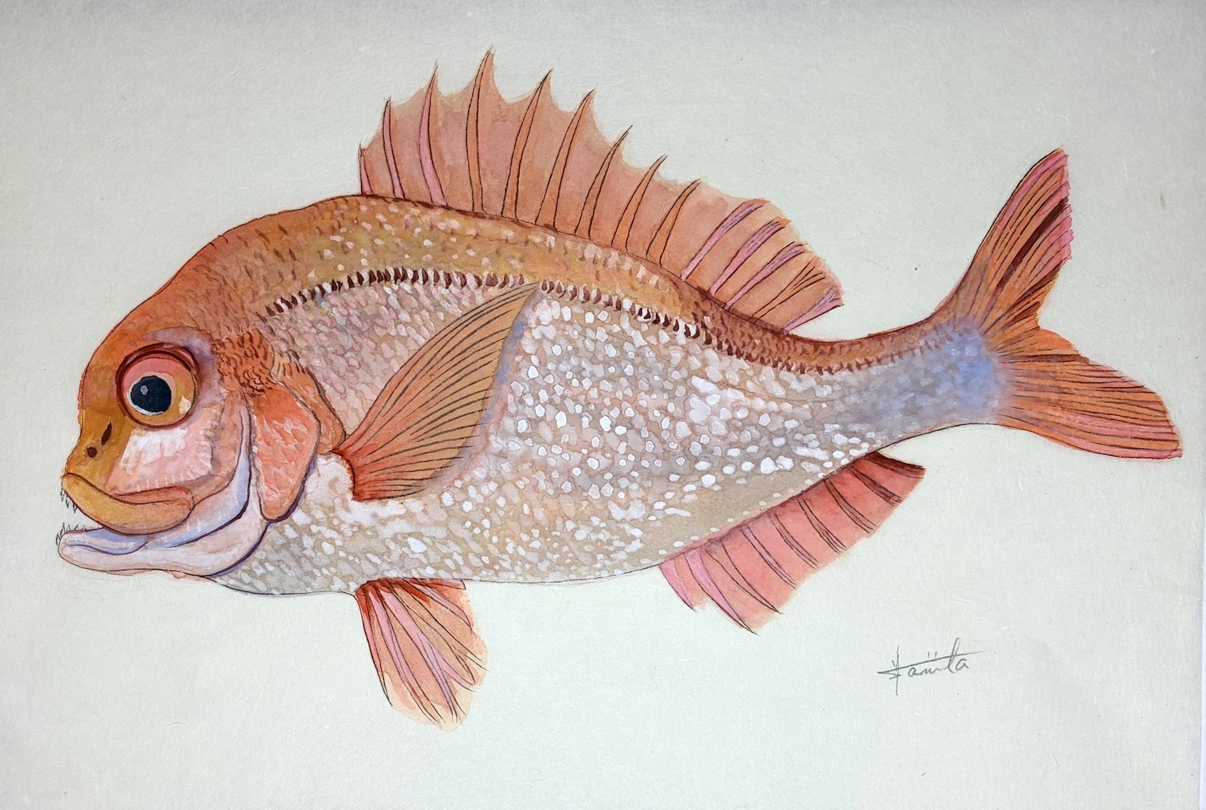 キダイ_きよまる魚図鑑 日本画