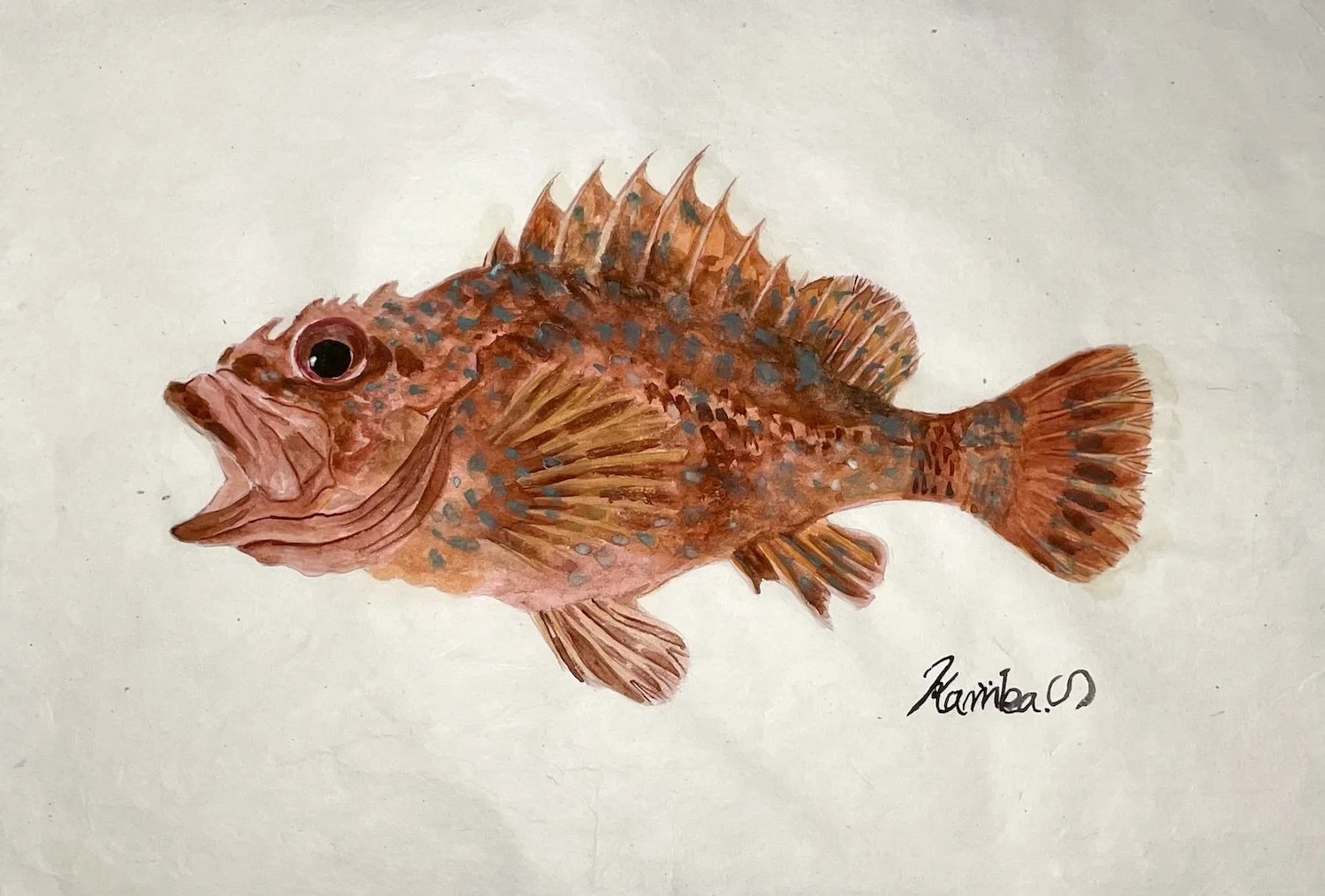 カサゴ_きよまる魚図鑑 日本画