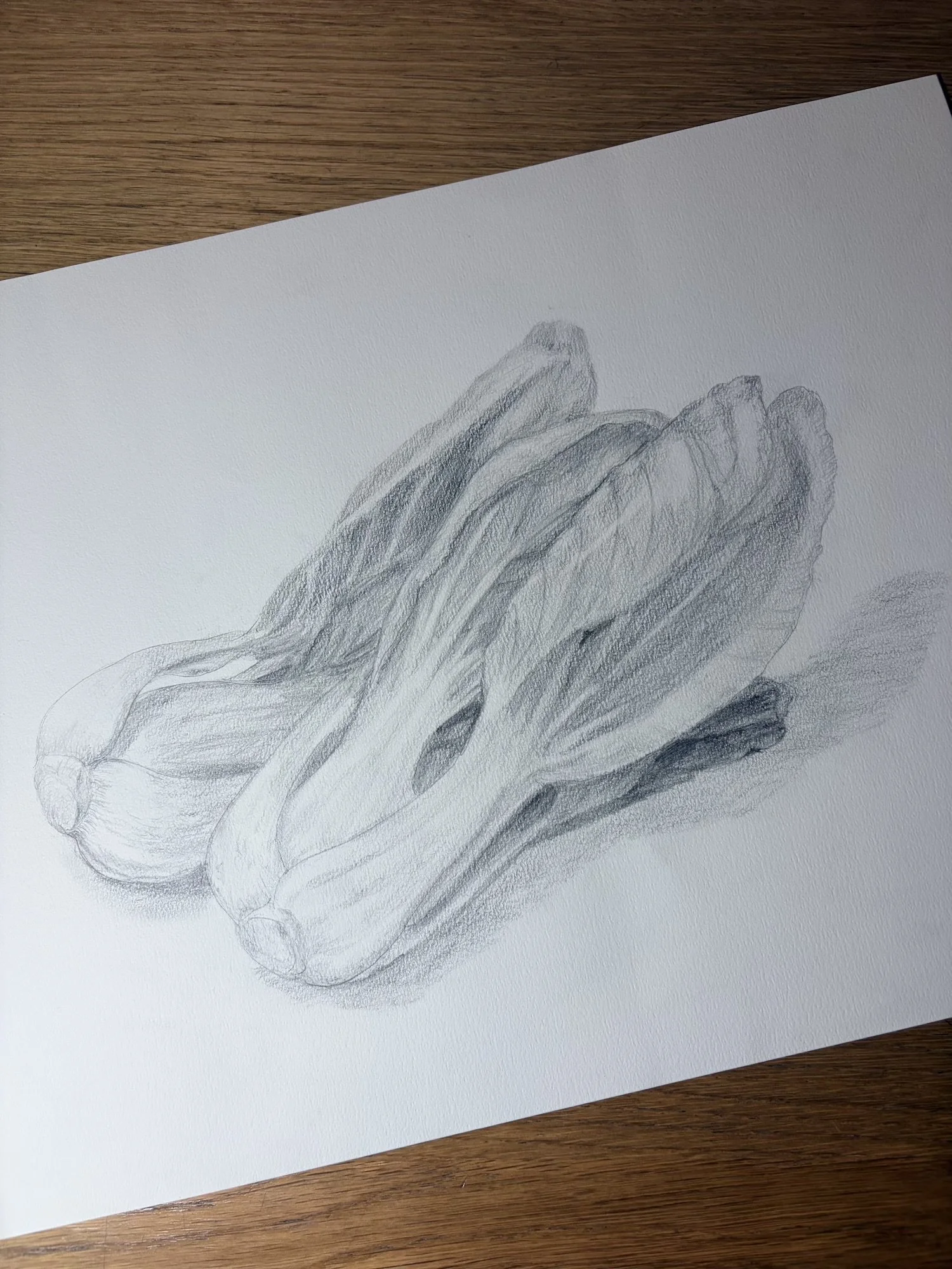 Spinach_Still Life_Drawing