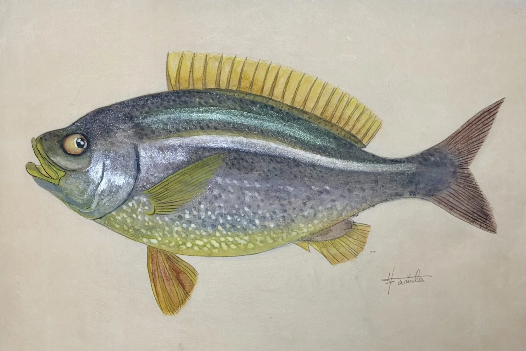 イサキ_きよまる魚図鑑 日本画