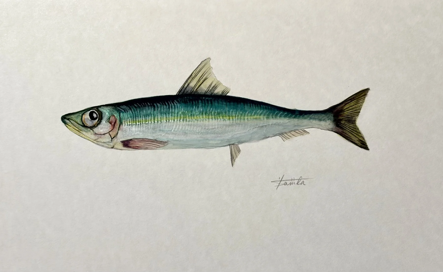ウルメイワシ_きよまる魚図鑑 日本画