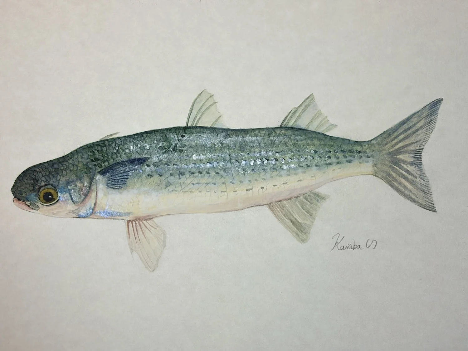 ボラ_きよまる魚図鑑 日本画