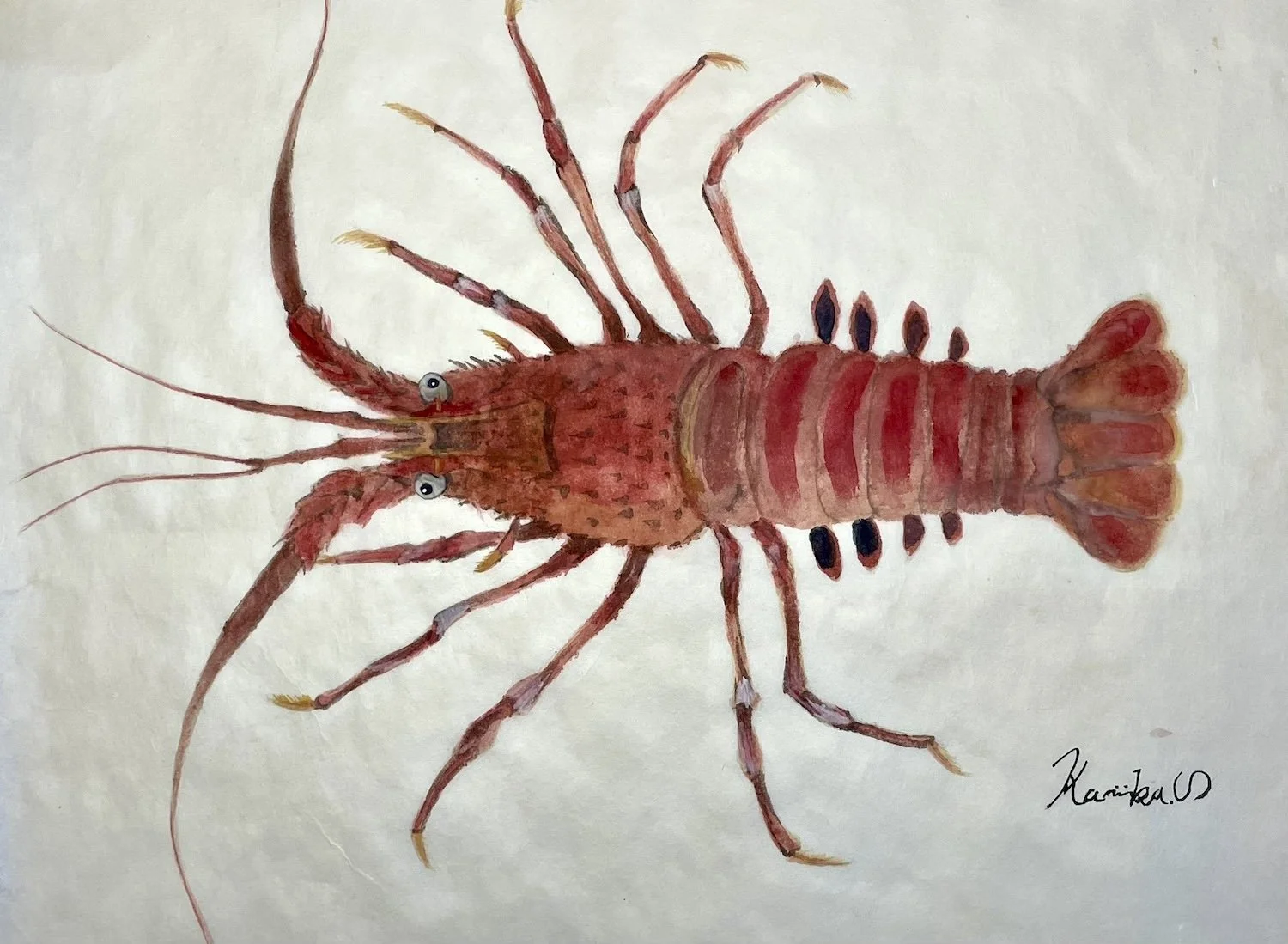 イセエビ_きよまる魚図鑑 日本画