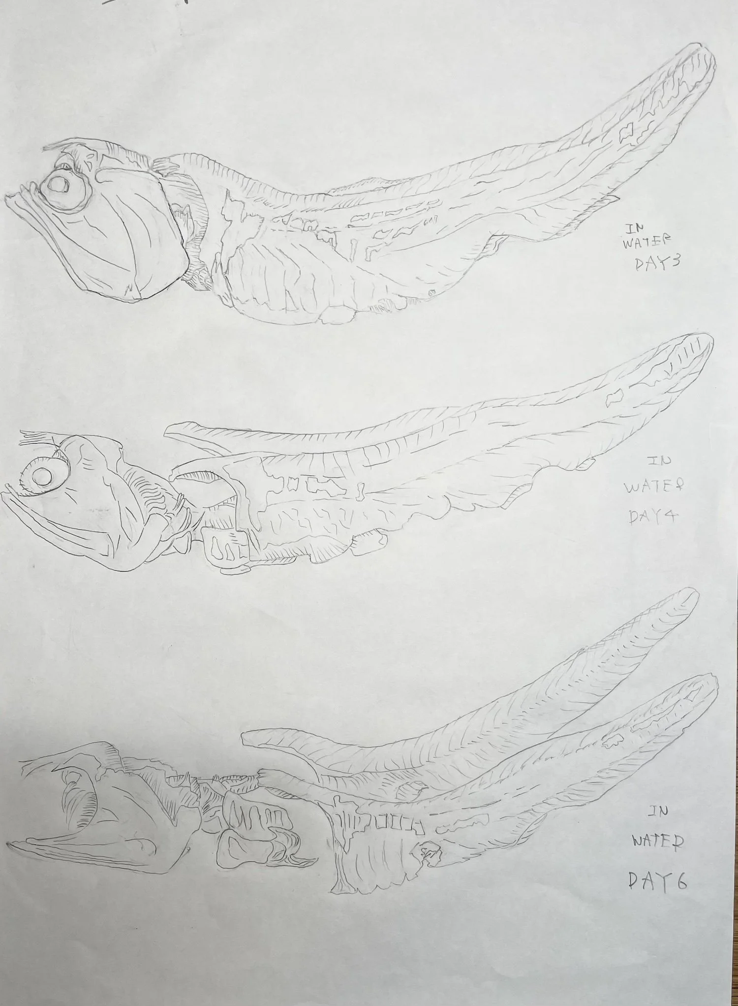 煮干しの腐食過程　ドローイング