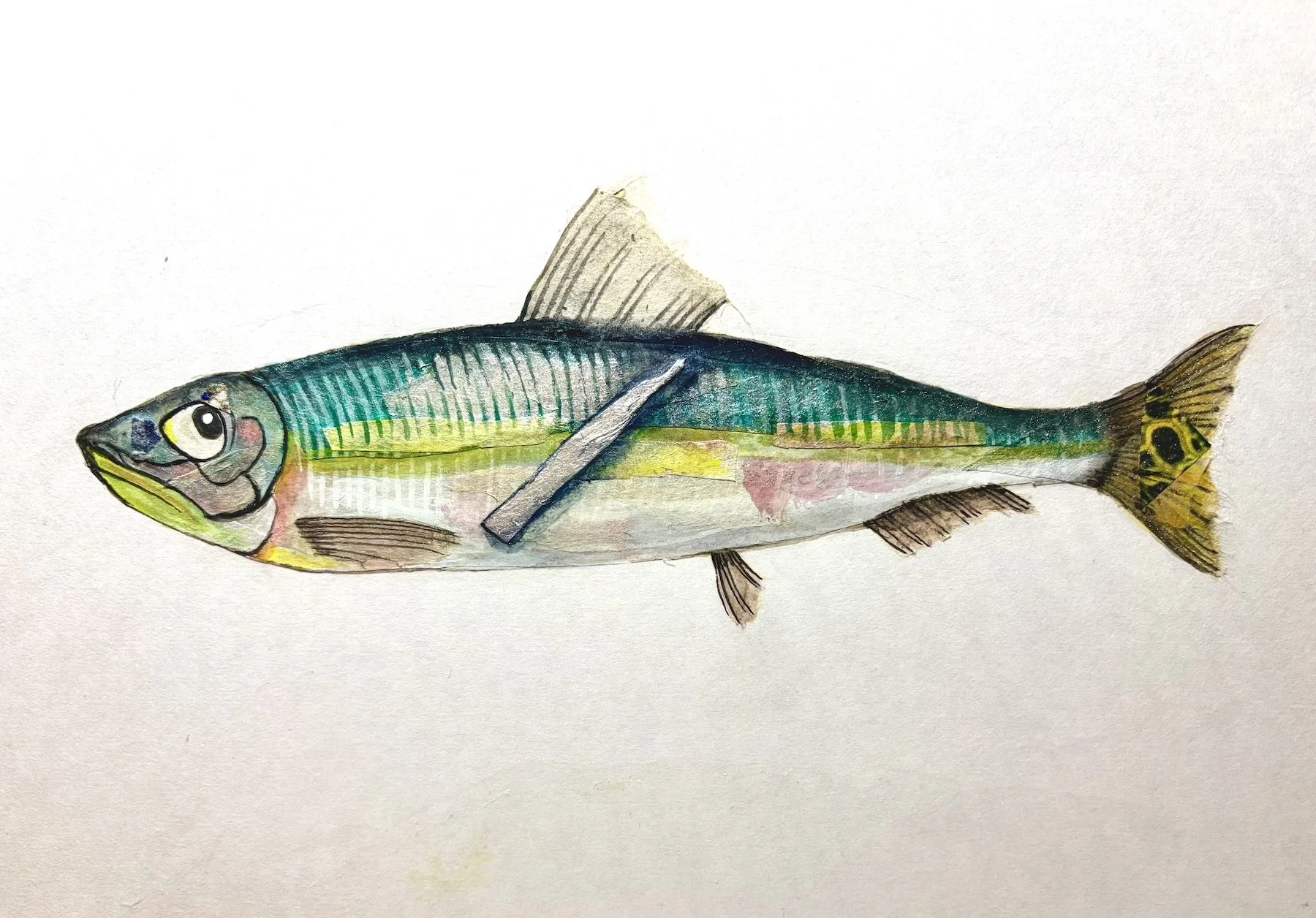ウルメイワシ_継ぎ紙_コラージュ百海百魚
