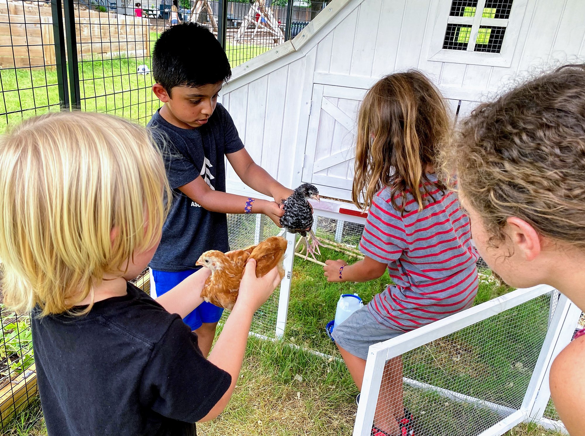 Four children and an adult at a chicken petting zoo, with kids holding chickens and a boy holding a turkey.