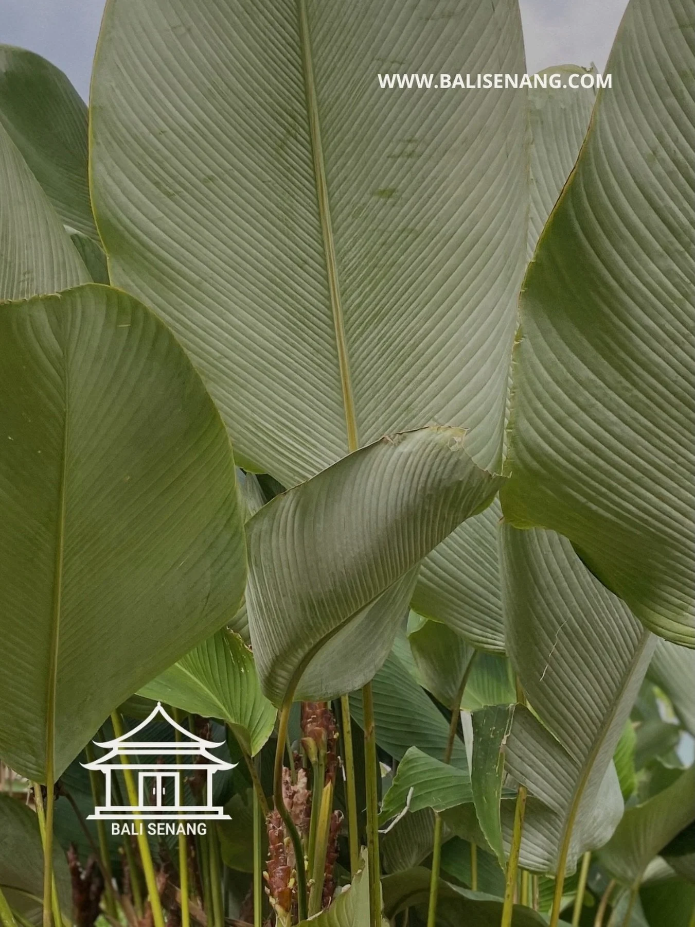 Soms herinnert de natuur je
aan iets wat je al wist,
maar even was vergeten.

De rust van bladeren.
Het ritme van groei.
Alles beweegt, zonder te haasten.

Hier voel je de kracht van moeder aarde.
Dragend. Geduldig. In balans.

Niet om iets van je te