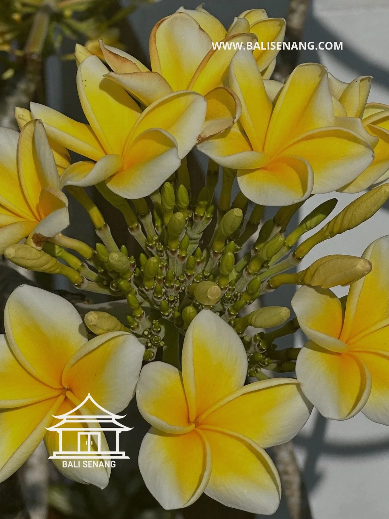 𝗗𝗲𝘇𝗲 𝗯𝗹𝗼𝗲𝗺 𝘇𝗶𝗲 𝗷𝗲 𝗼𝗽 𝗕𝗮𝗹𝗶 𝗼𝘃𝗲𝗿𝗮𝗹.

De frangipani, ook wel plumeria genoemd, groeit langs wegen, in tempeltuinen, bij villa&rsquo;s en in kleine Balinese binnenplaatsen. Voor veel mensen is het &eacute;&eacute;n van de geuren