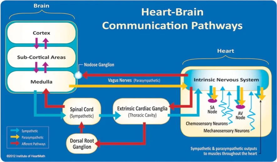 Diagram showing the pathways of communication between the brain and heart, including the cortex, sub-cortical areas, medulla, spinal cord, dorsal root ganglion, extrinsic cardiac ganglia, and the intrinsic nervous system with sympathetic and parasympathetic outflows.