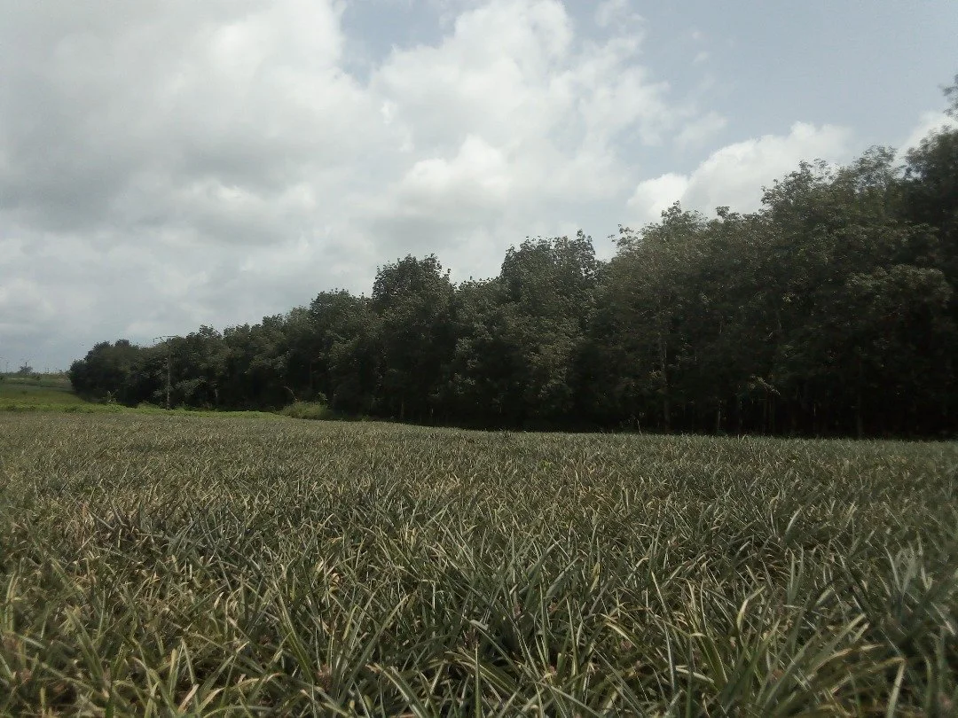 WhatsApp Image 2026-01-13 at 19.20.51.jpeg