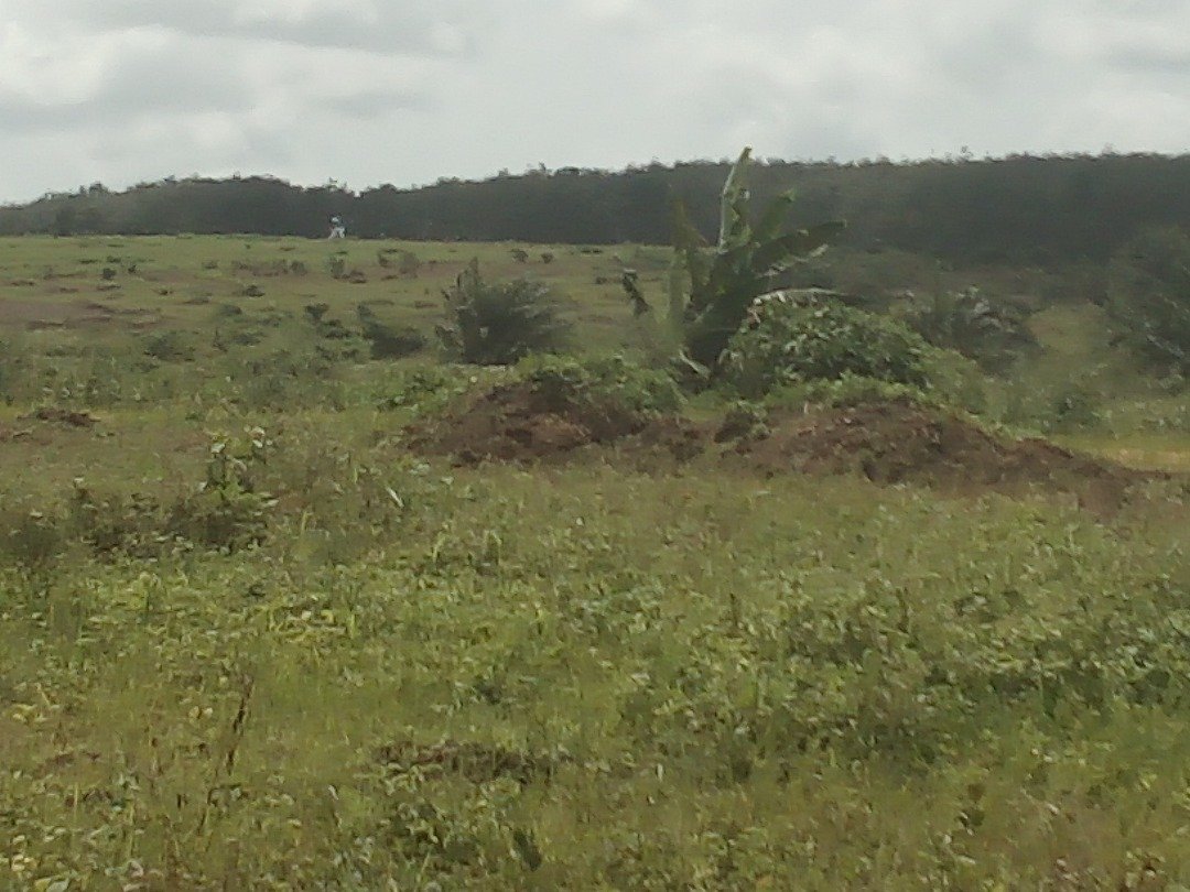 SITE DIVINE GRACE - ABROBAKRO