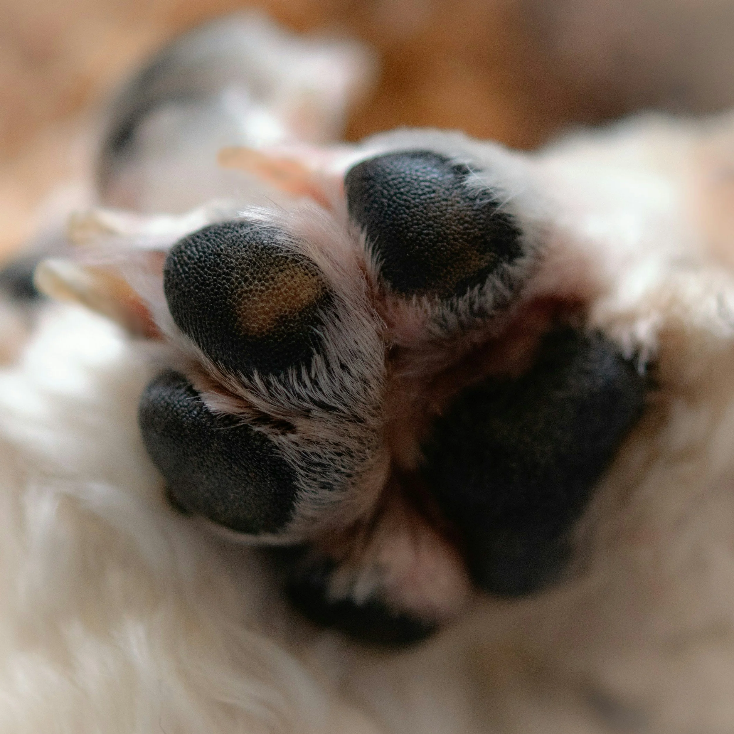 All About Dogs 2026