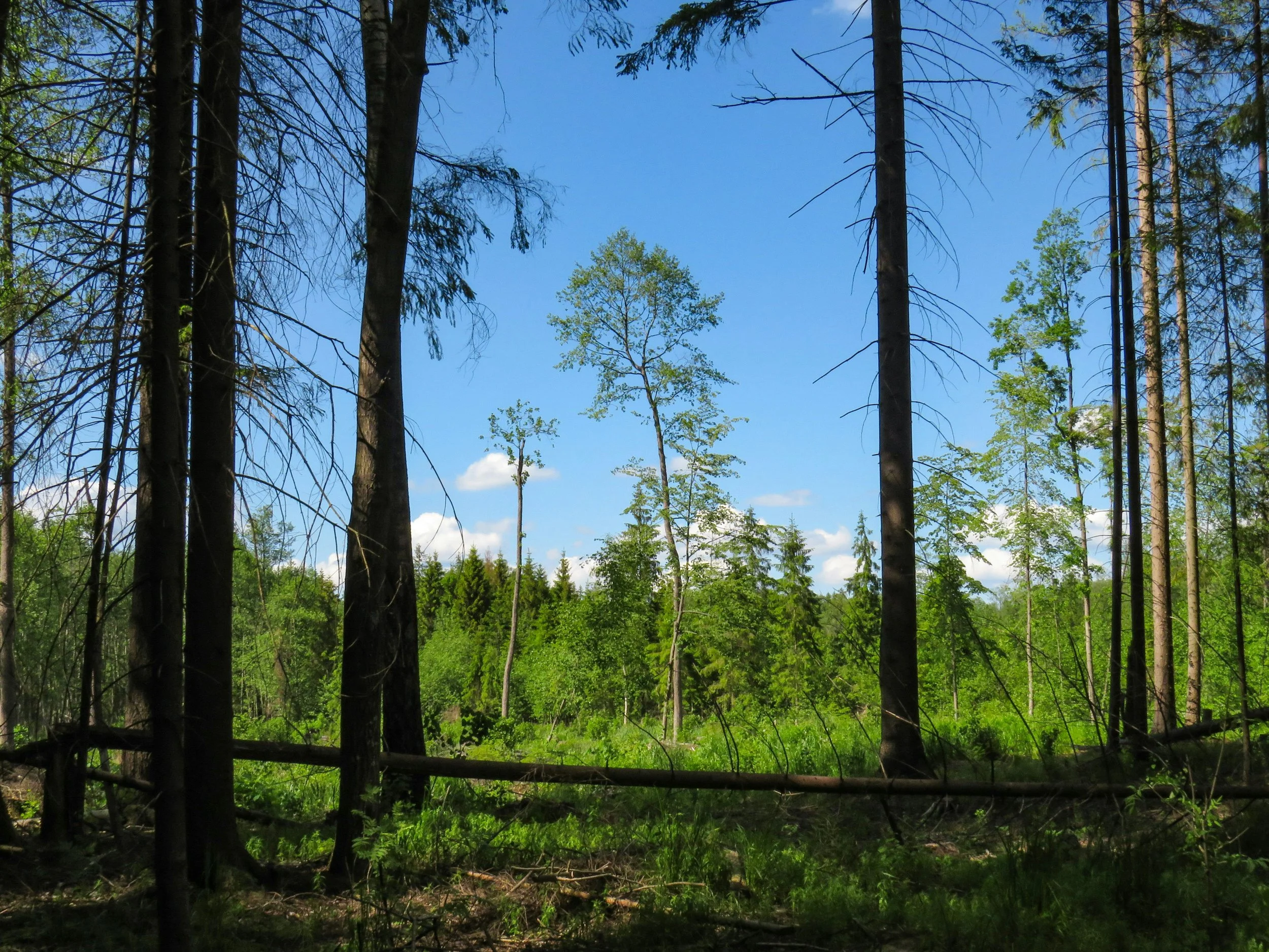 Selbsthypnose lernen