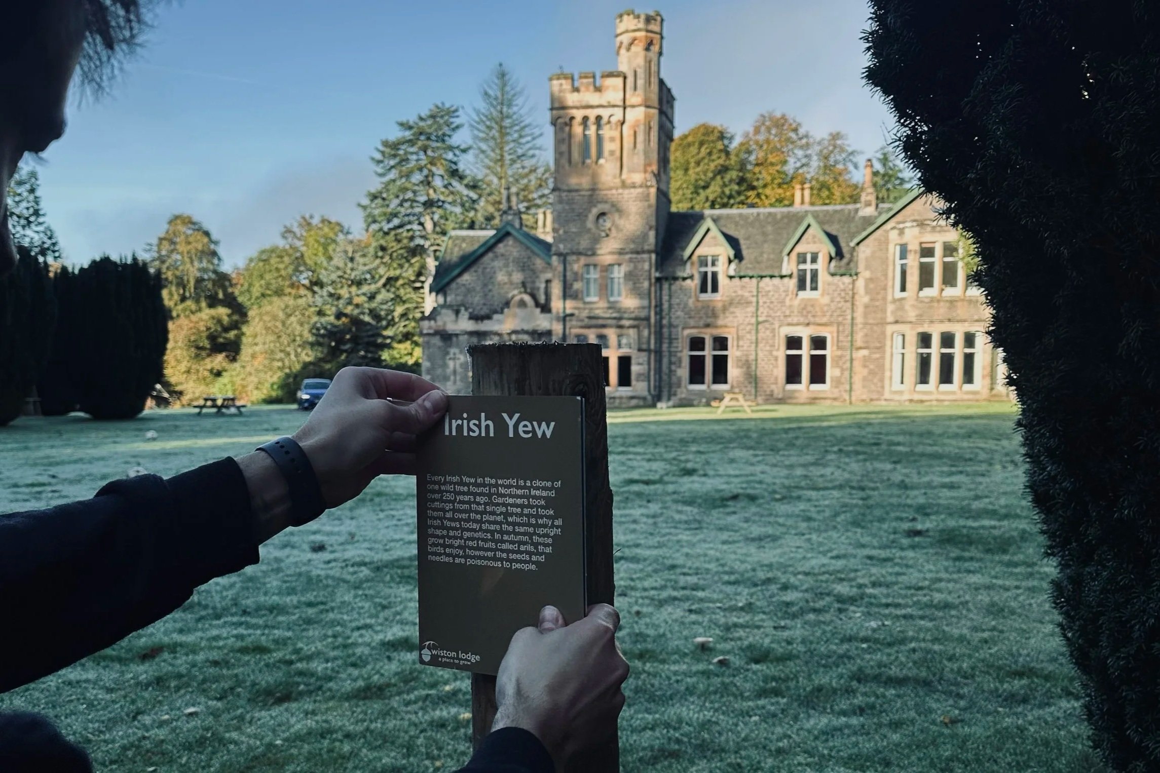 Person holding an informational sign about Irish Yew trees in front of a historic stone building with a tower, surrounded by trees and a frosty lawn.