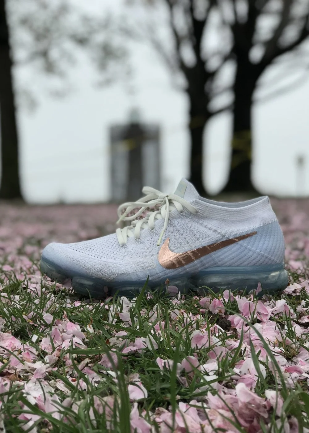 Cherry Blossom at Roosevelt Island 1