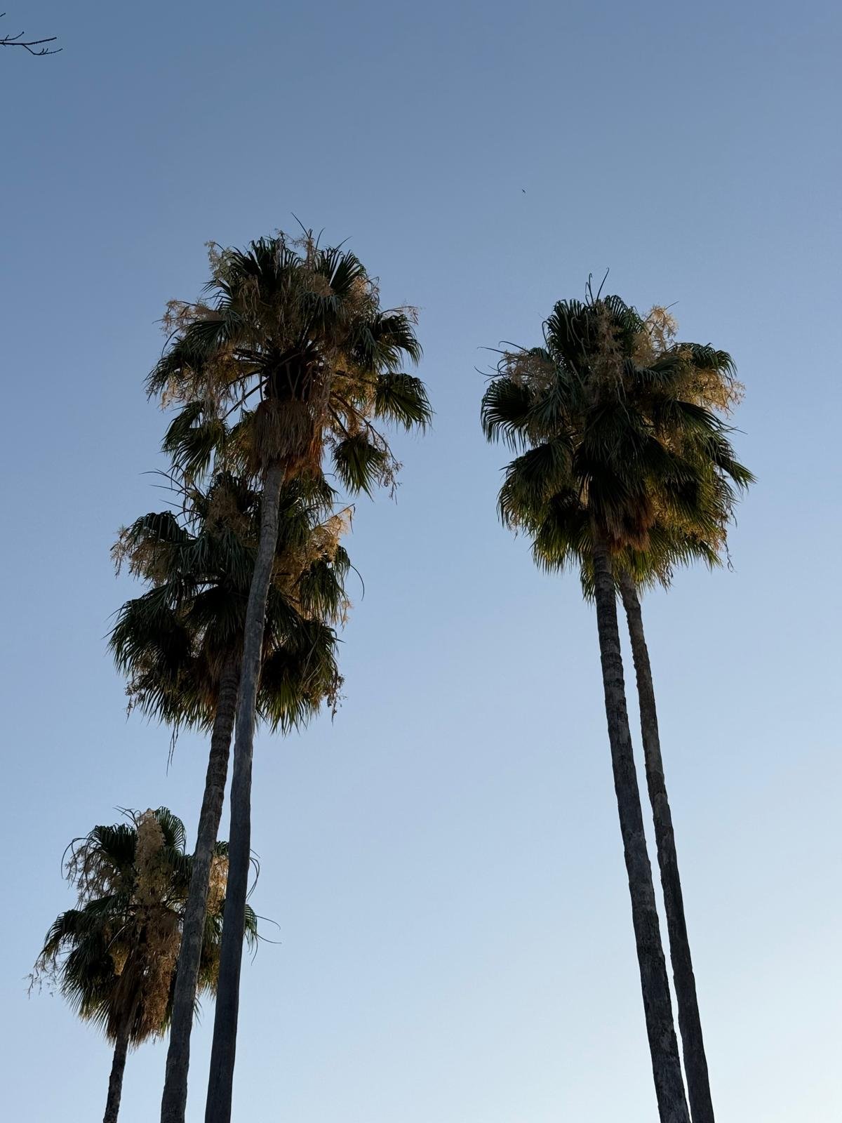 Four palm trees against a clear blue sky, with some clouds and birds visible.