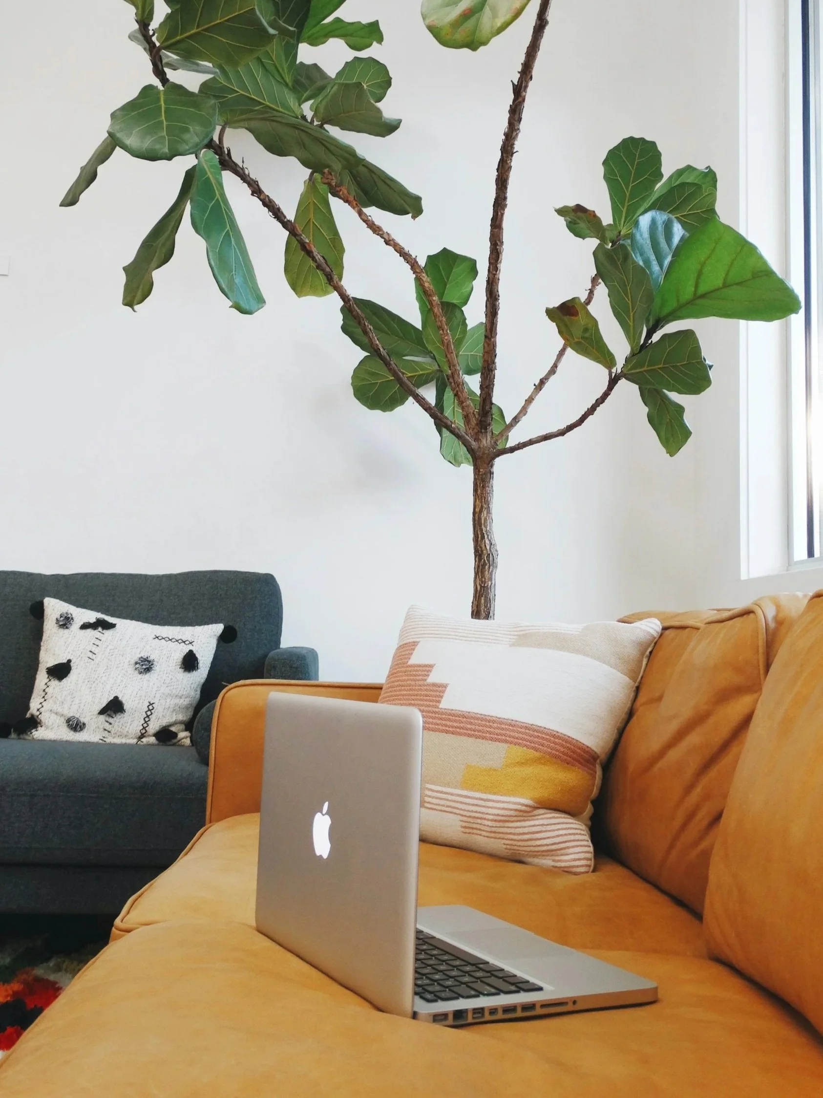 A brightly-lit therapy office with a charcoal gray couch along the back wall, a yellow couch along the right wall, and a potted tree in the corner between the couches. The yellow couch has an open laptop sitting on the middle cushion.