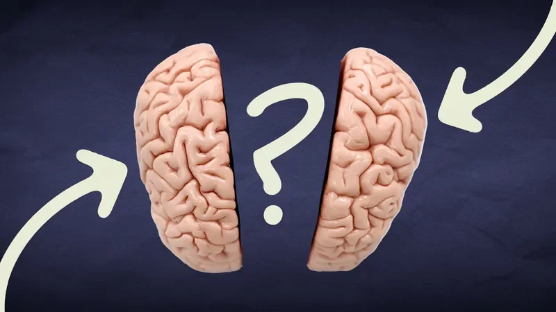 Two halves of the brain