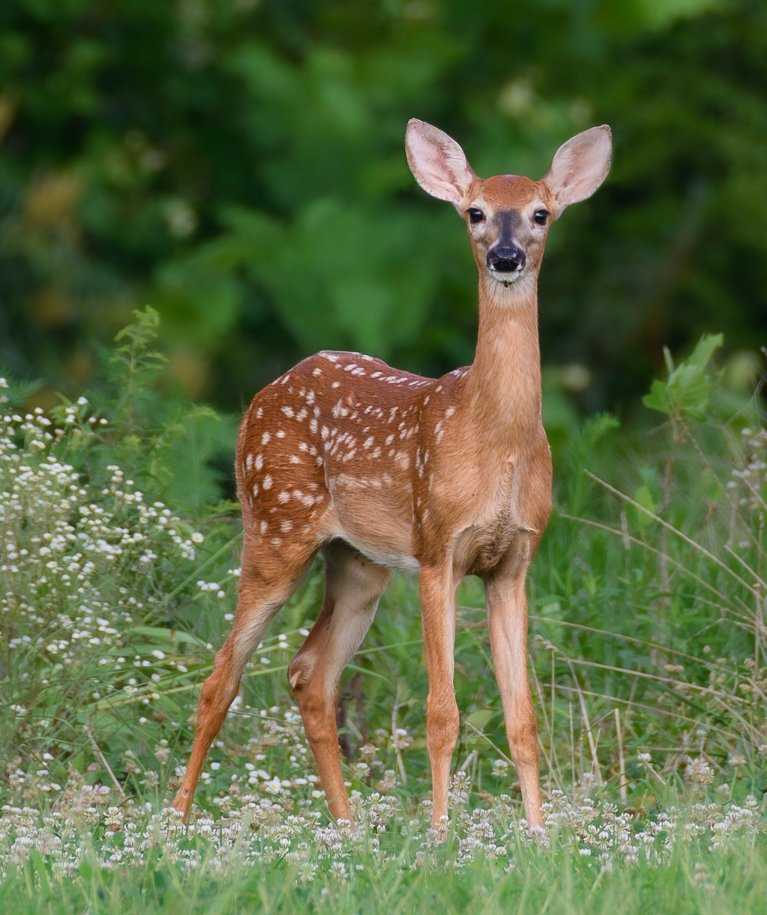 deer-21.jpg