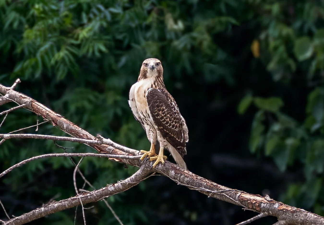 home-hawk26.jpg