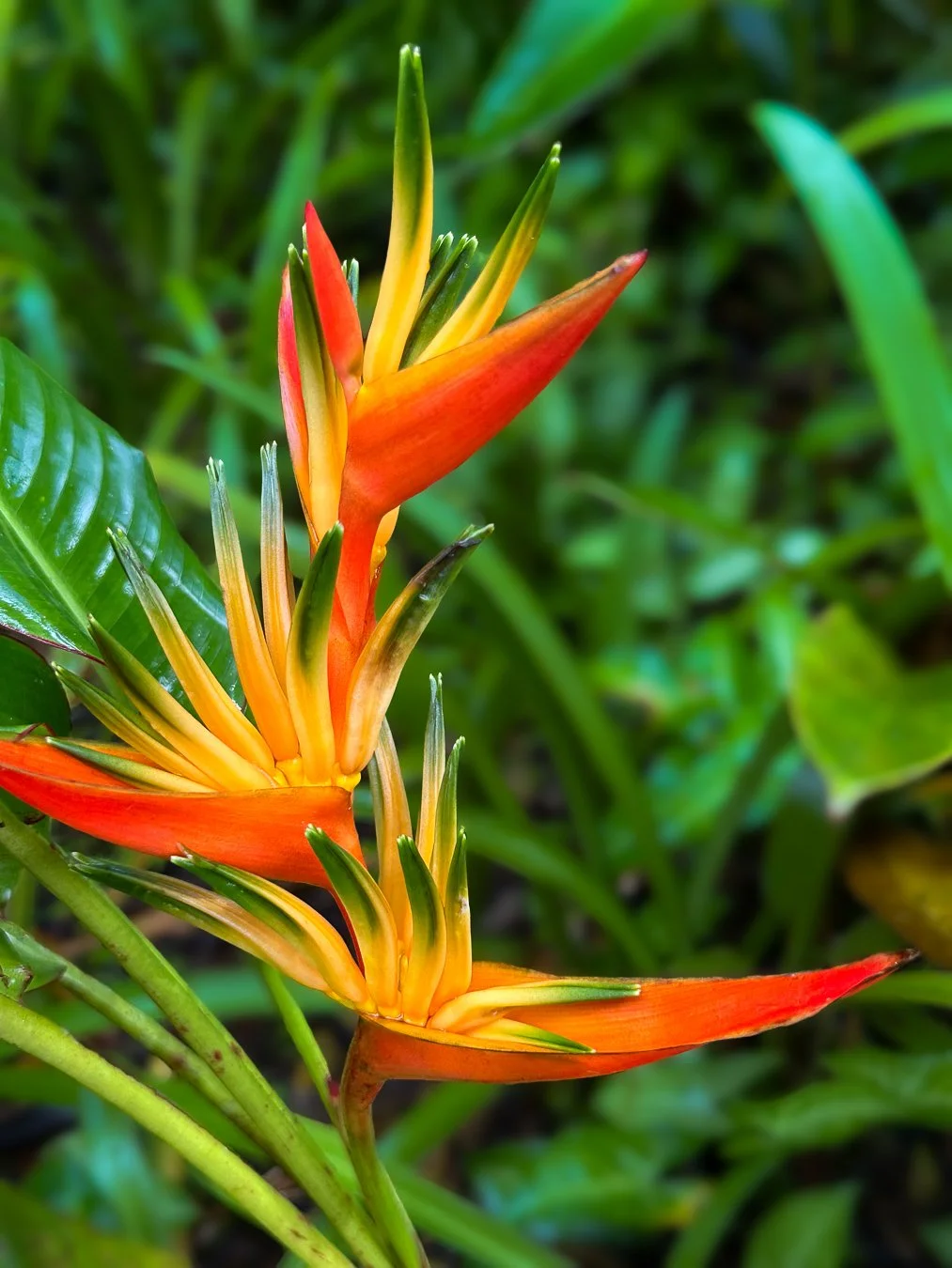 Caribbean_dec_24-10.jpg