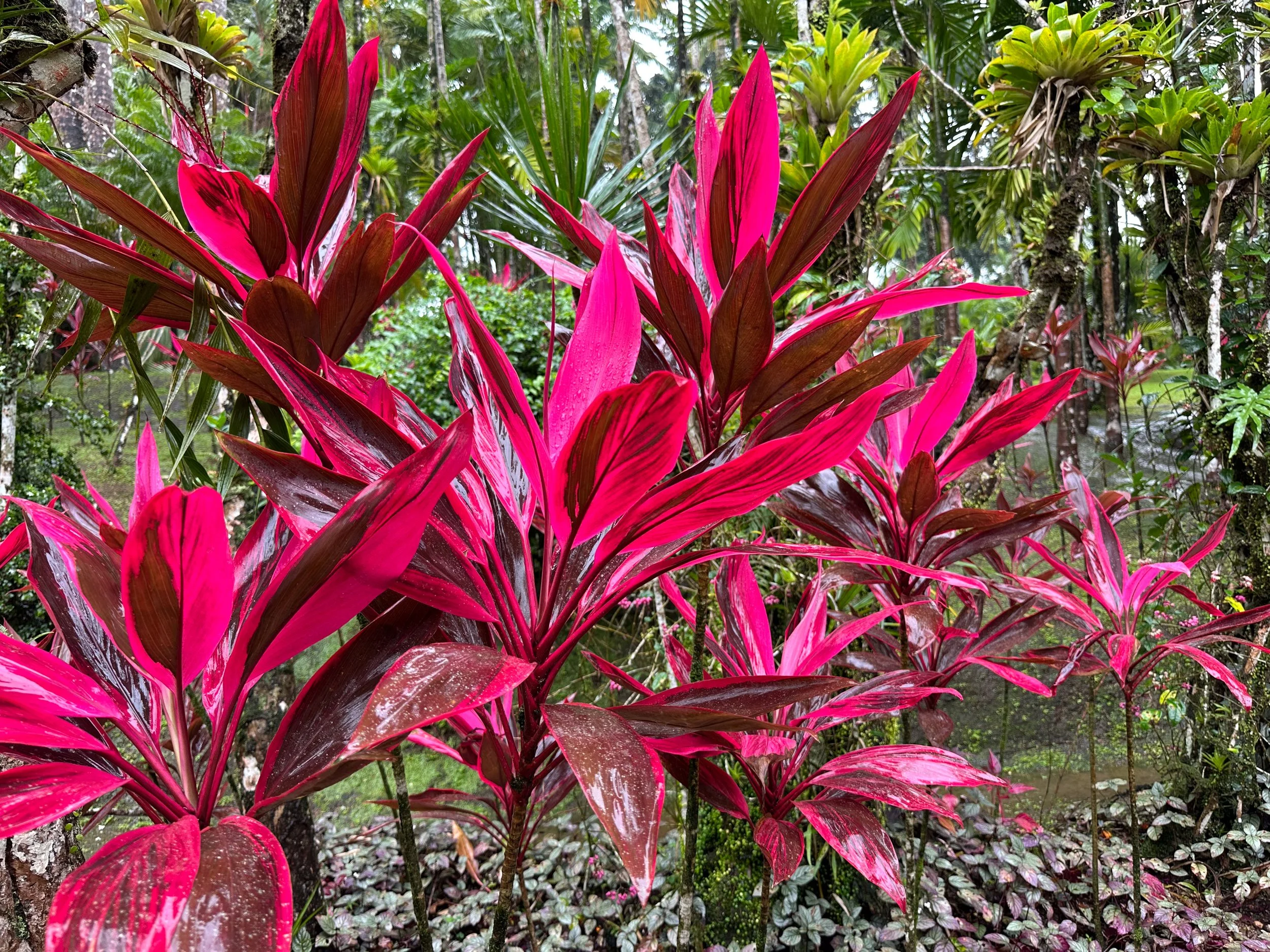 Caribbean_Dec24-6.jpg