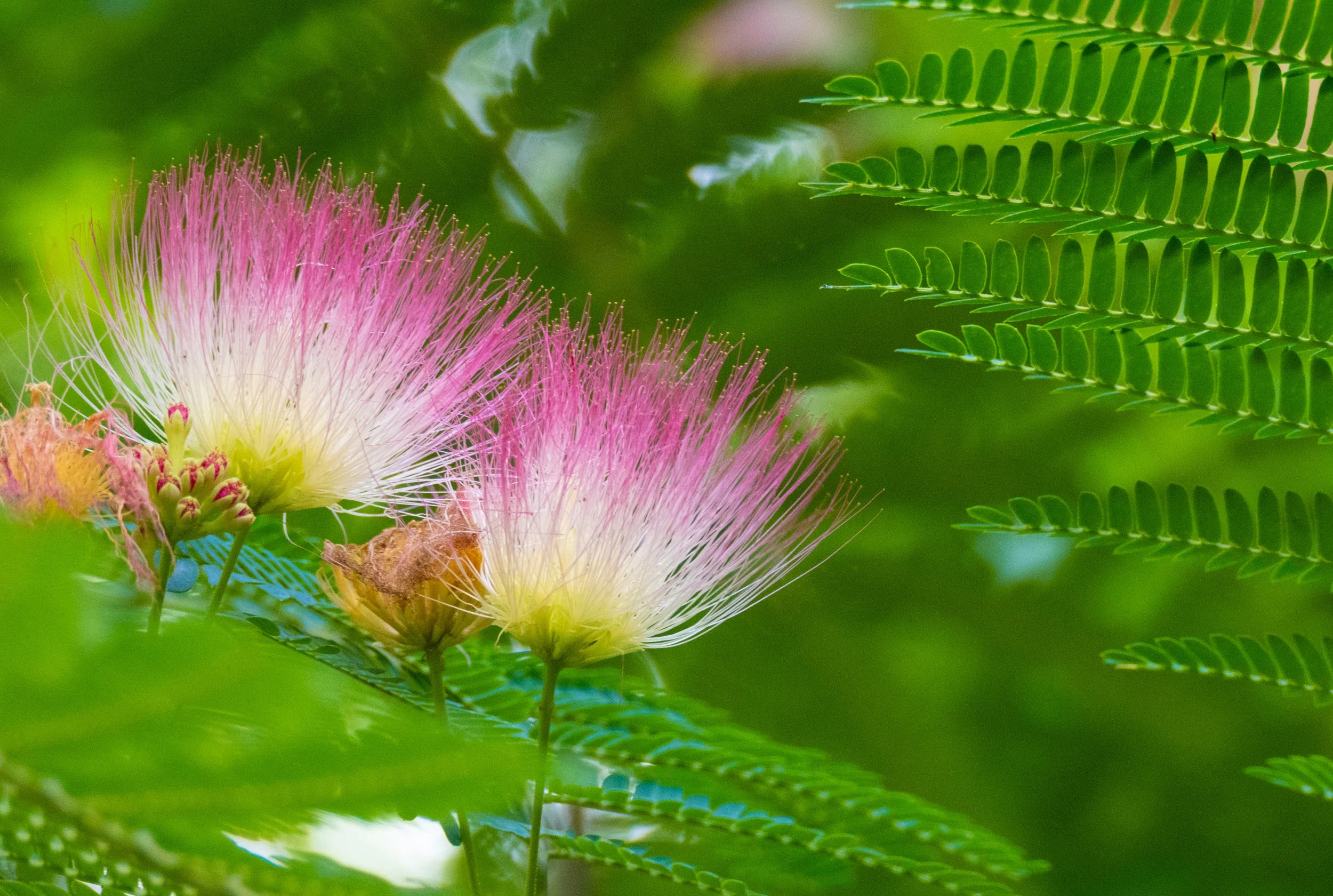 MimosaTree3a.jpg