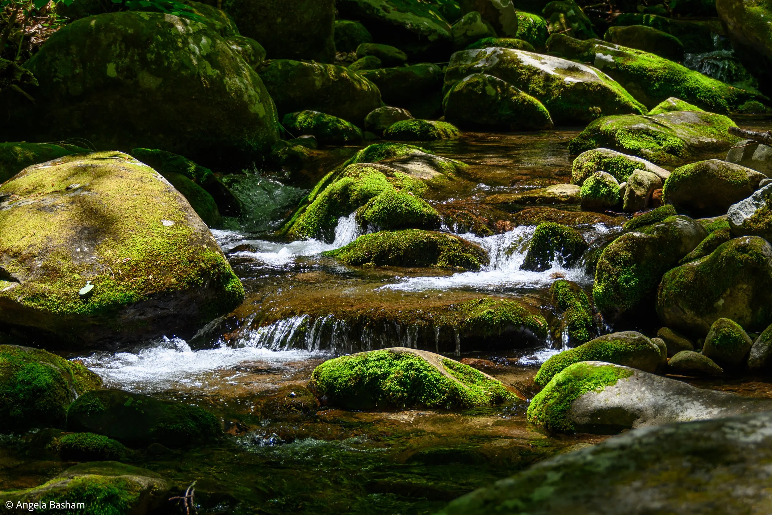 SmokeyMountains_May2026-43.jpg