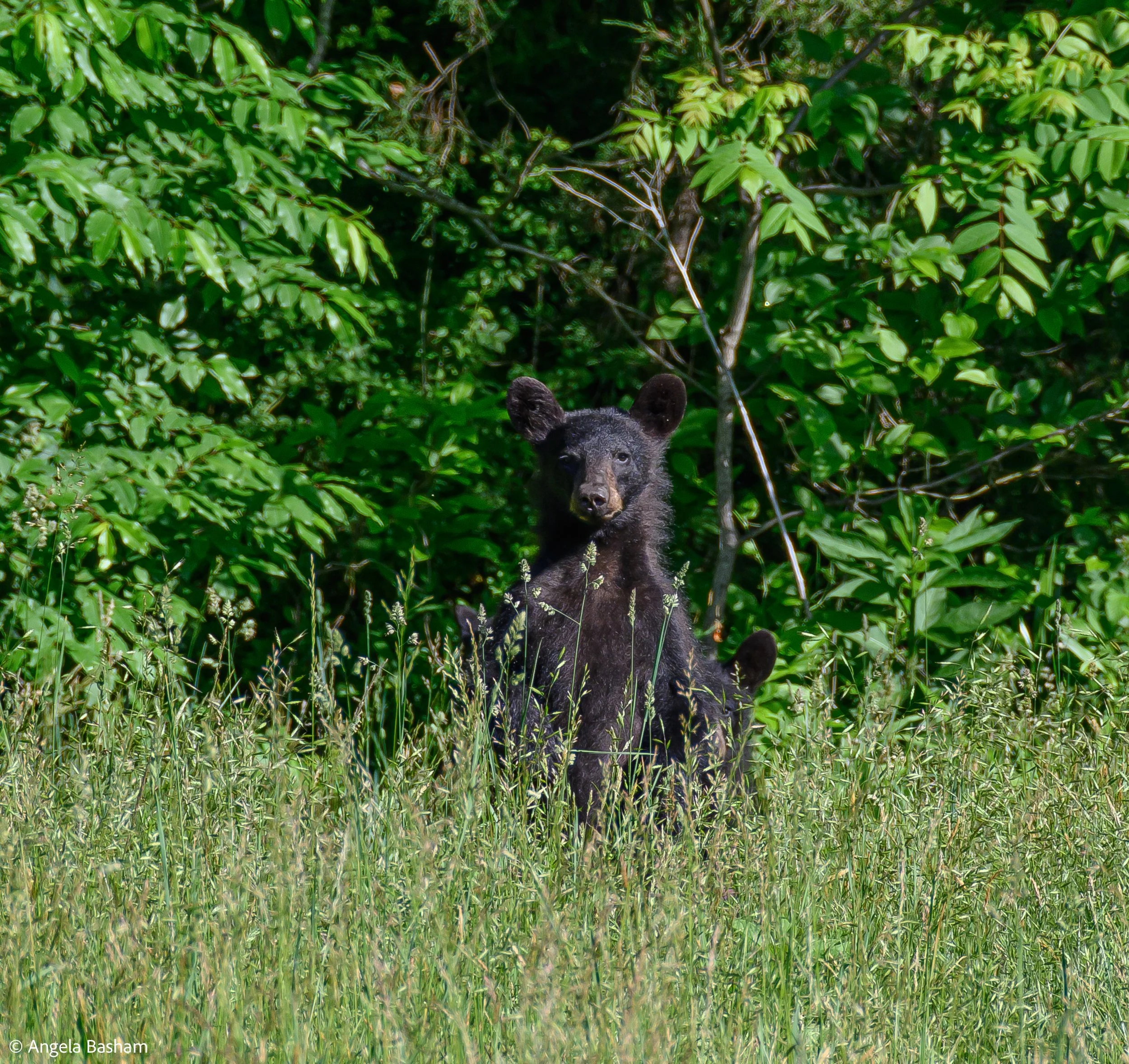 SmokeyMountains_May2026-21.jpg