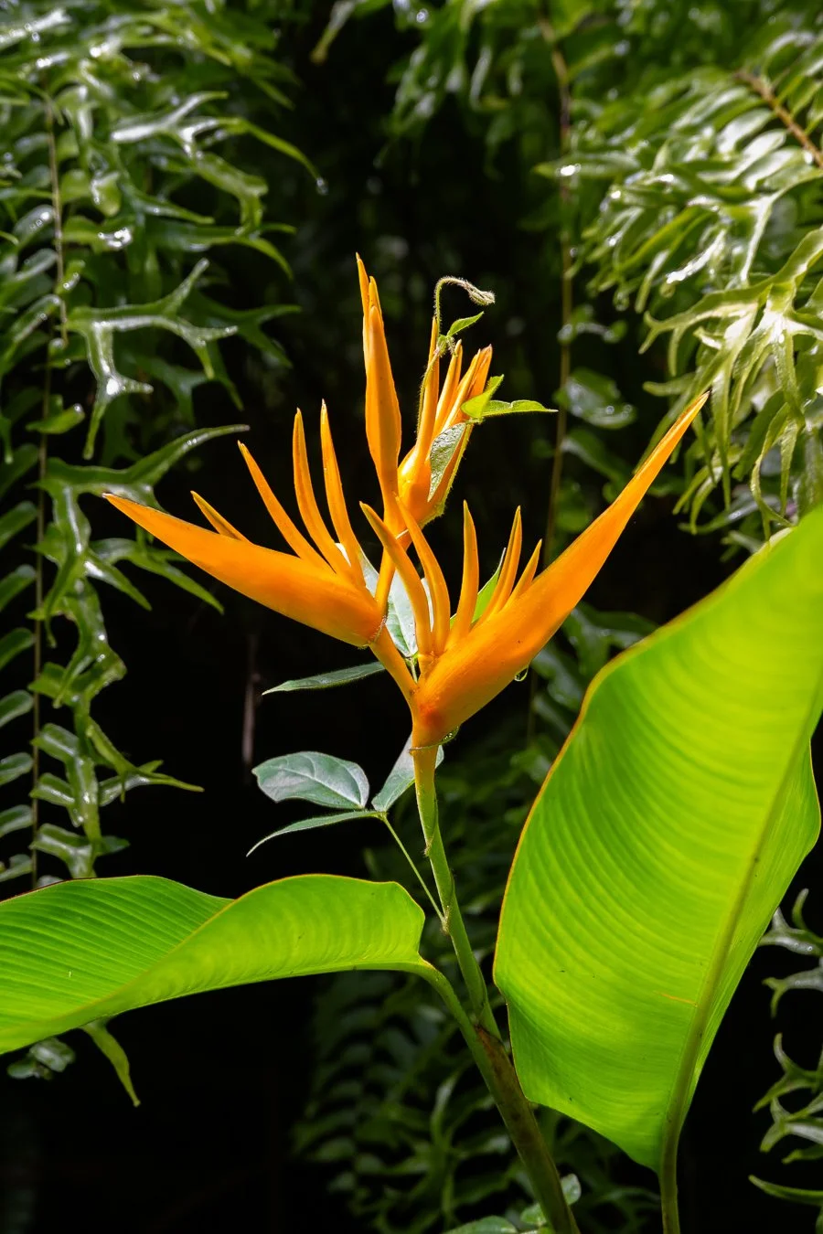 Caribbean_Jan_26-40.jpg