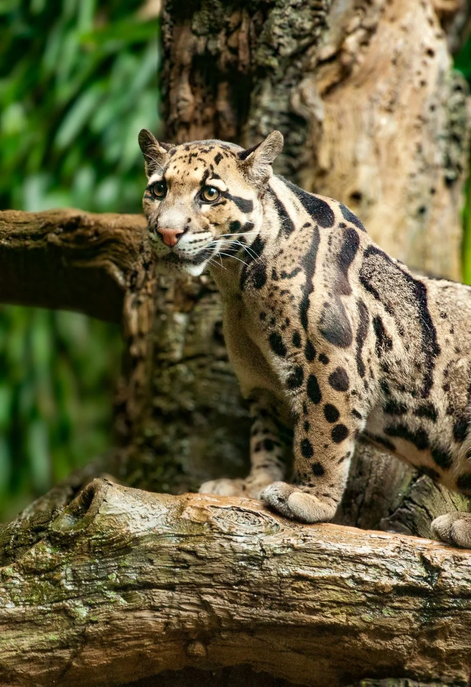 BigCats2a.jpg