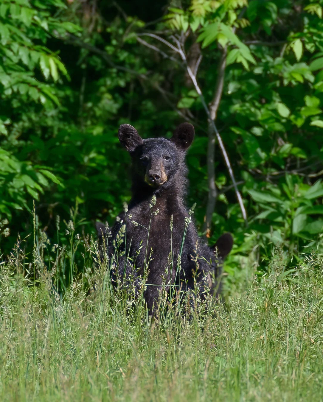 Bears2a.jpg