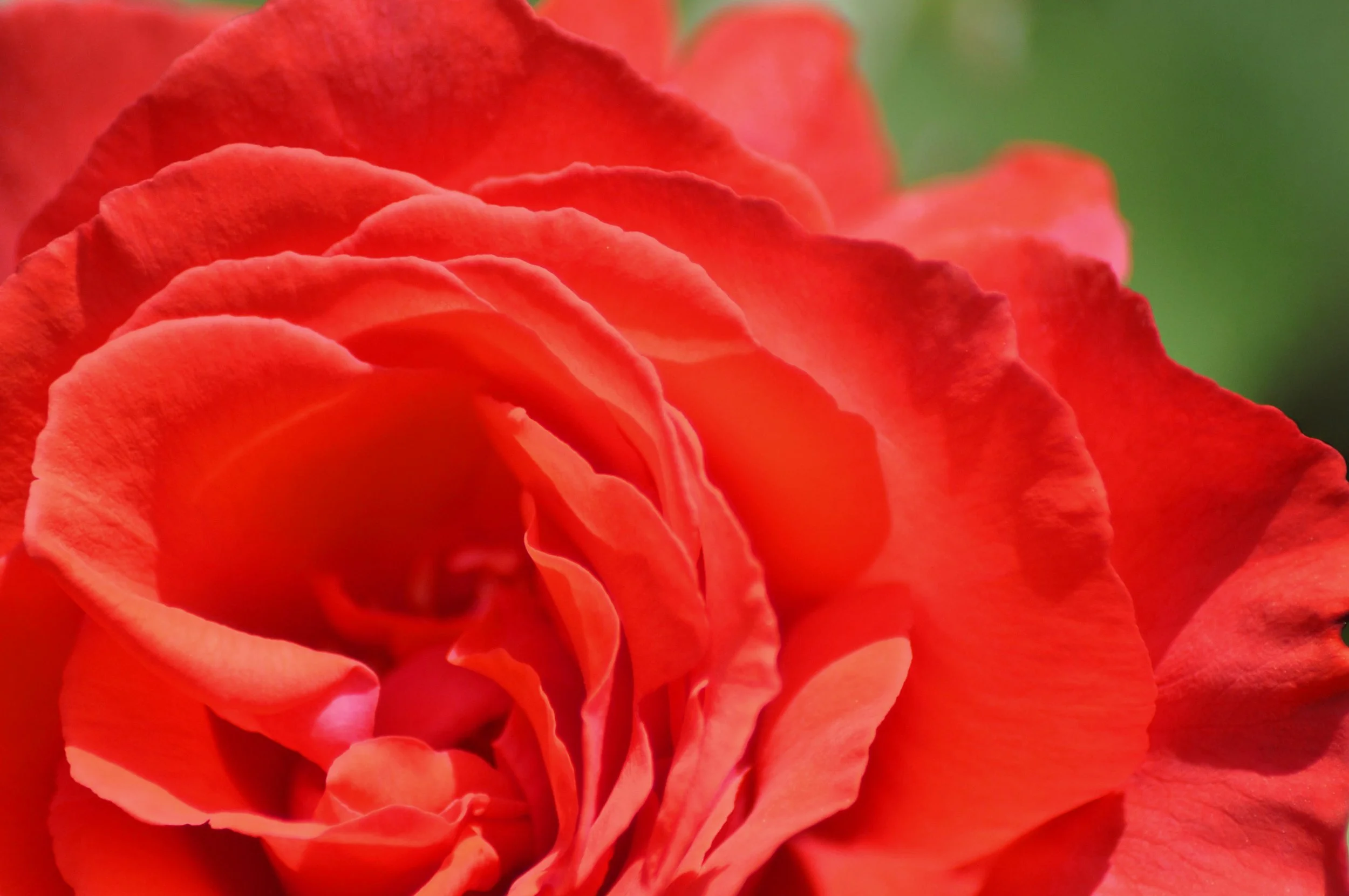Macro_rose.jpg