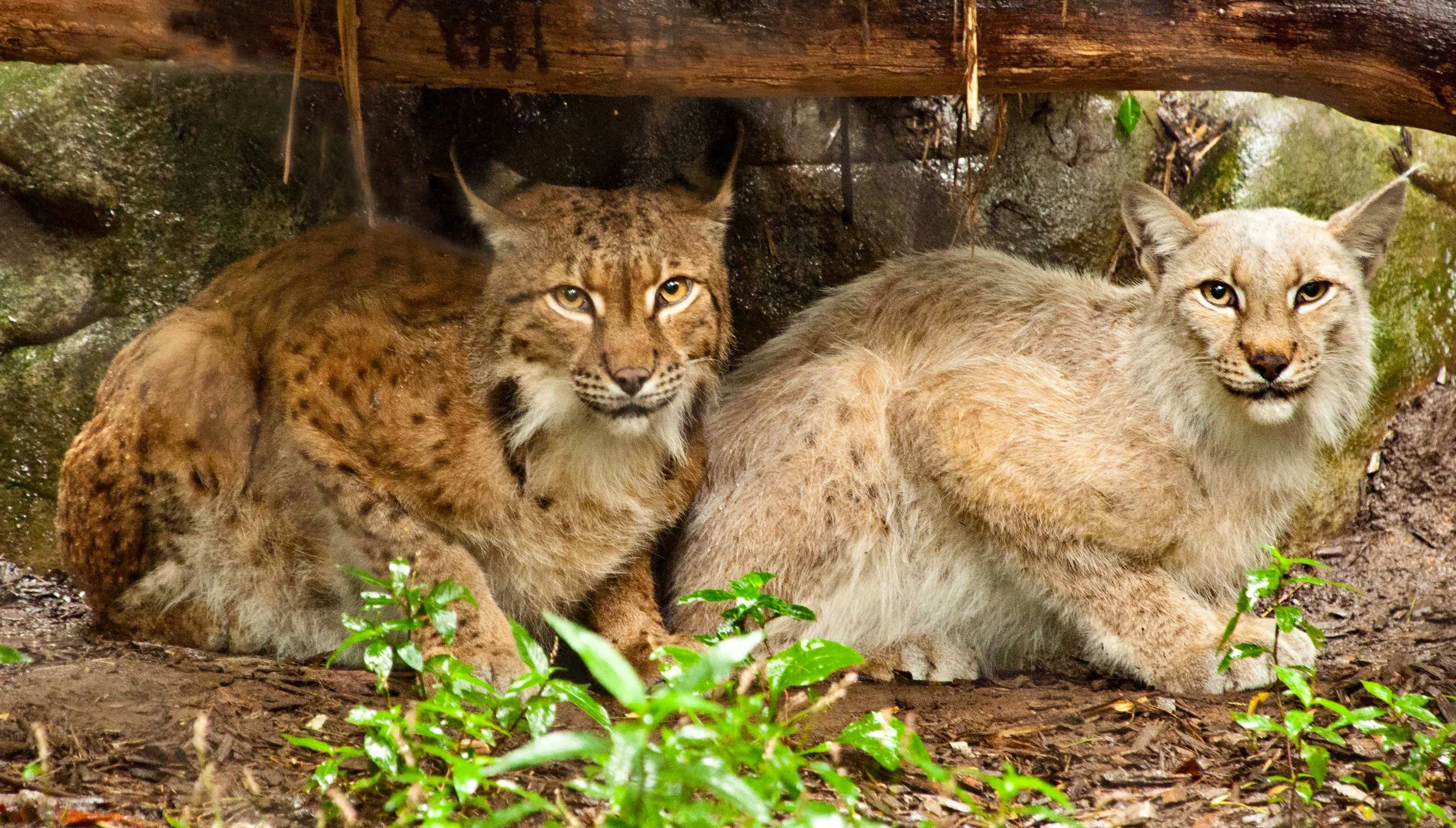bigcats070226-2.jpg