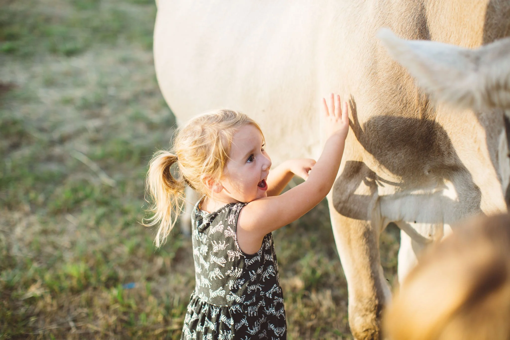 A young girl with blonde hair in a ponytail petting a cow outdoors during daytime.