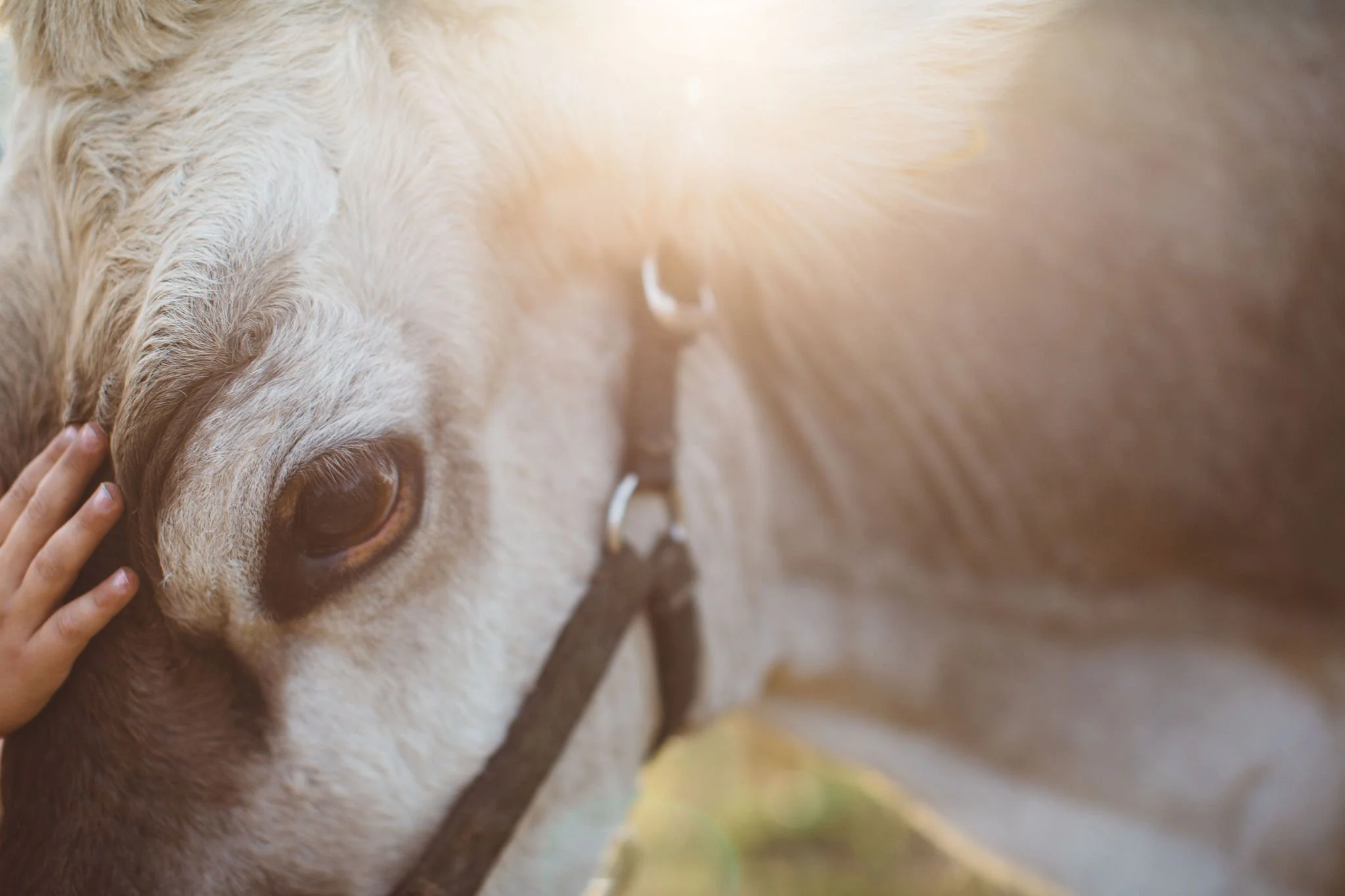 Person petting the face of a white and brown horse with a halter, with sunlight shining on the horse.