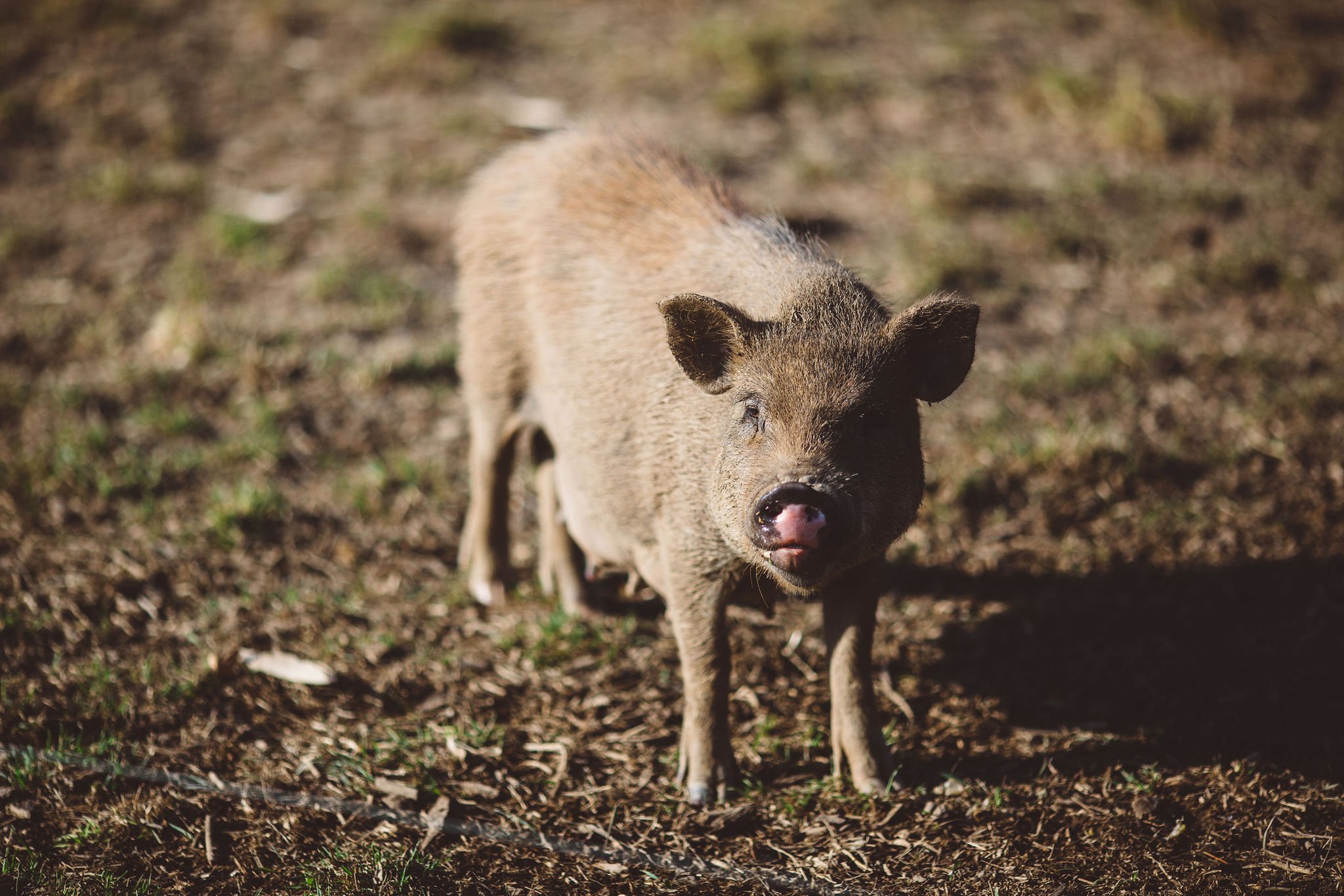 A small piglet standing on dirt ground in sunlight.