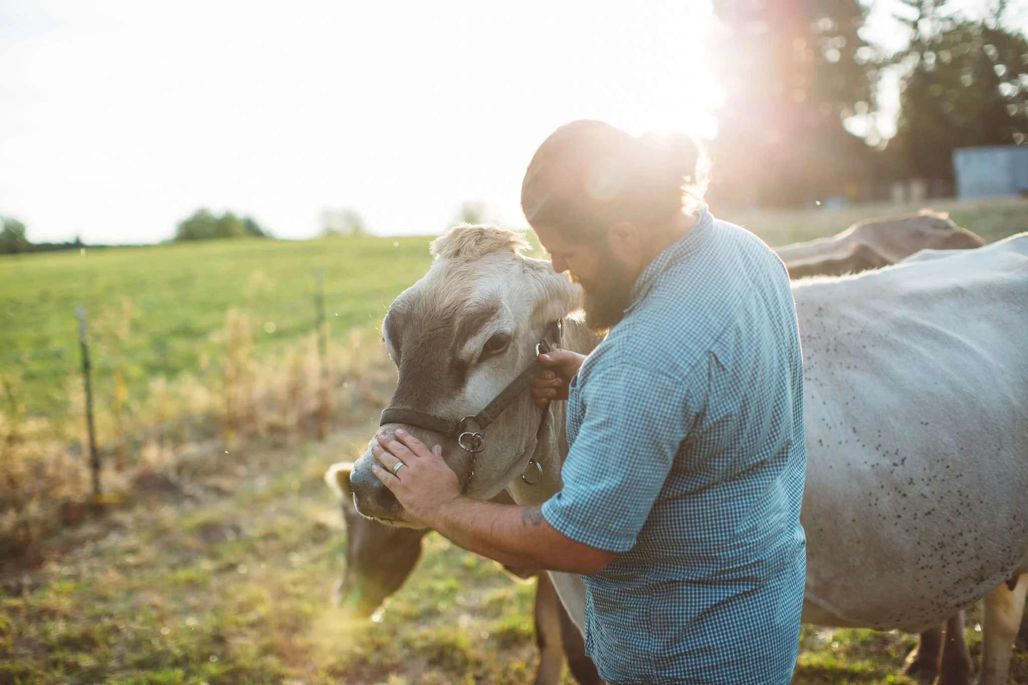 A man holding a light-colored cow's head in a field during sunset.