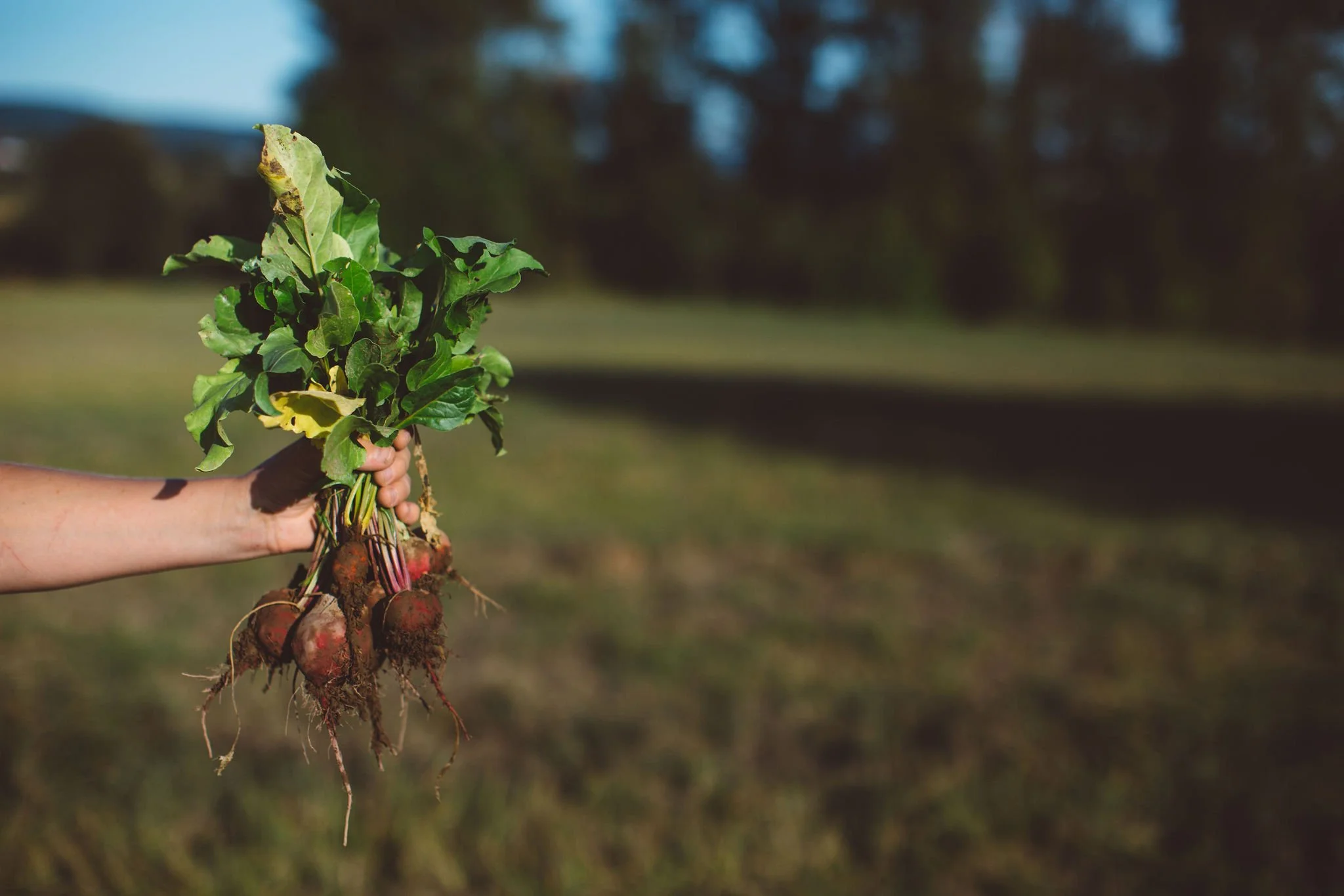 Person holding freshly pulled radishes with leaves attached outdoors.